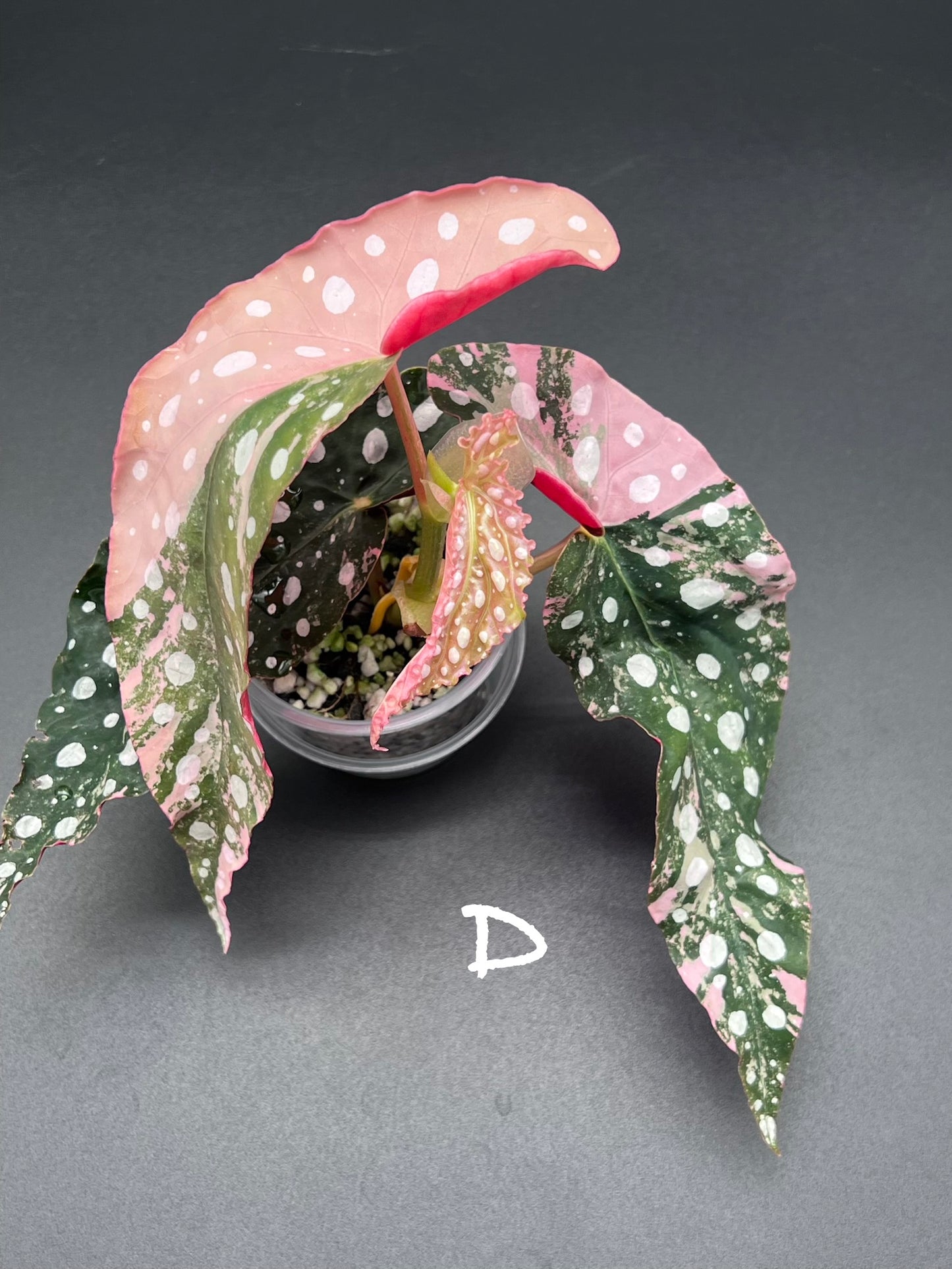 Begonia Maculata Pink Variegated