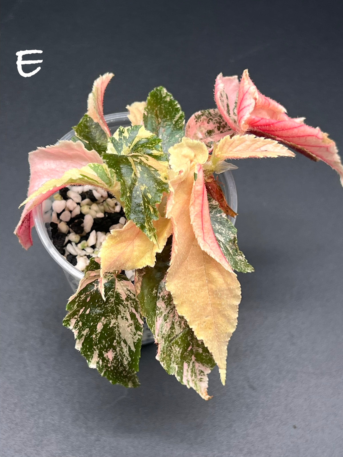 Begonia ‘Ginny Galaxy’ – Pink Variegated