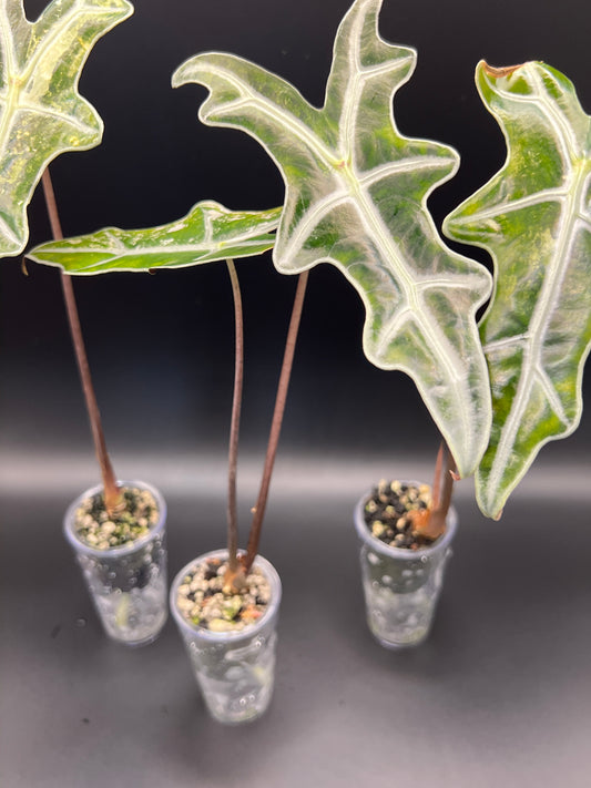 Alocasia Pink Nobilis Variegated - Growers Choice