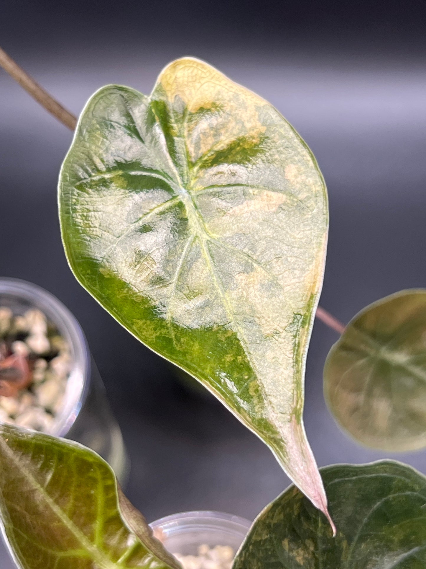 Alocasia Wentii PINK Variegated - Pups