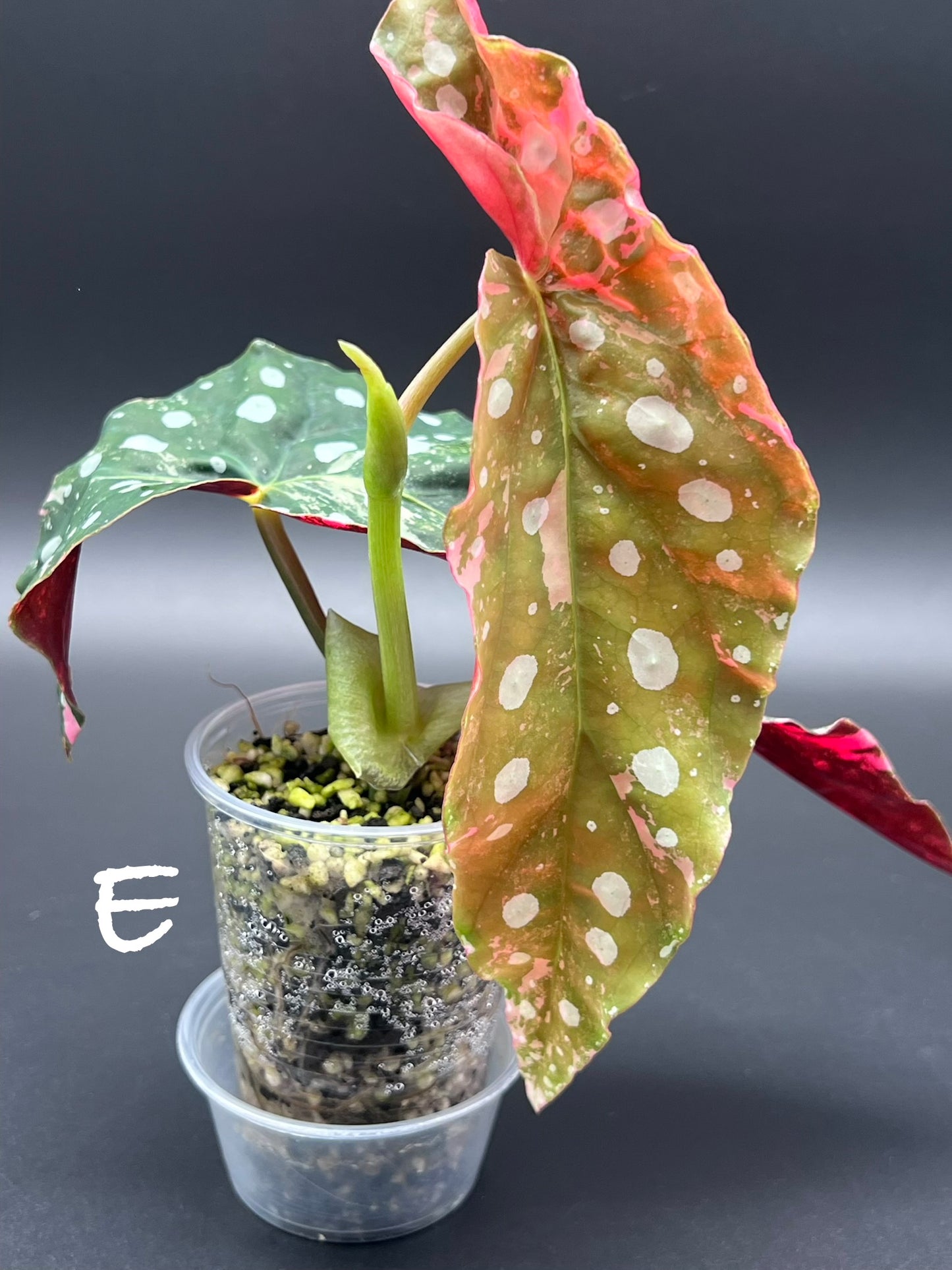Begonia Maculata Pink Variegated