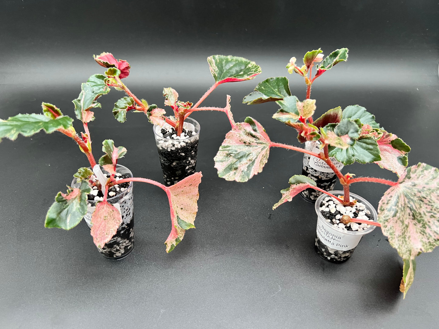 Begonia Pink Cucullata Variegated