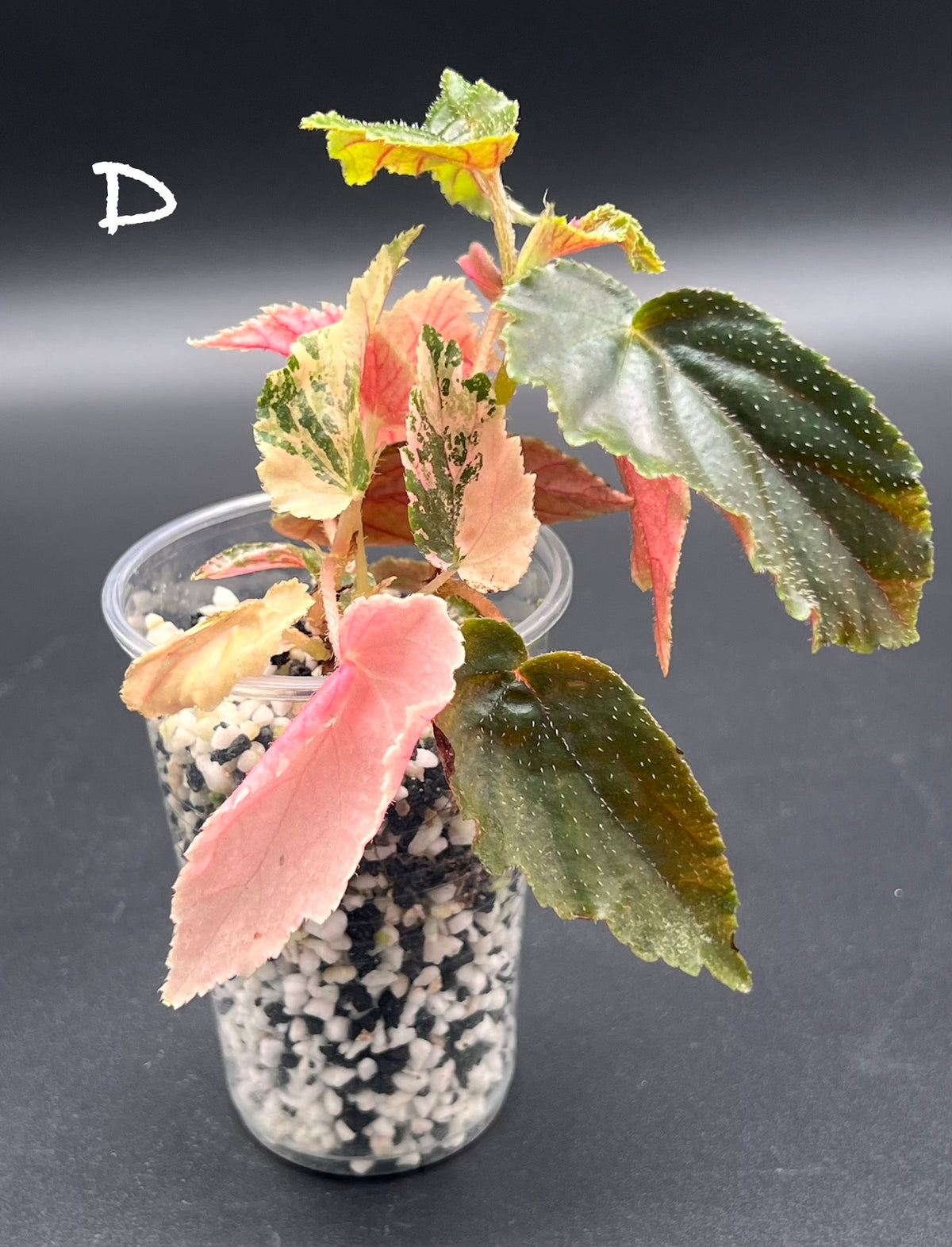 Begonia ‘Ginny Galaxy’ – Pink Variegated