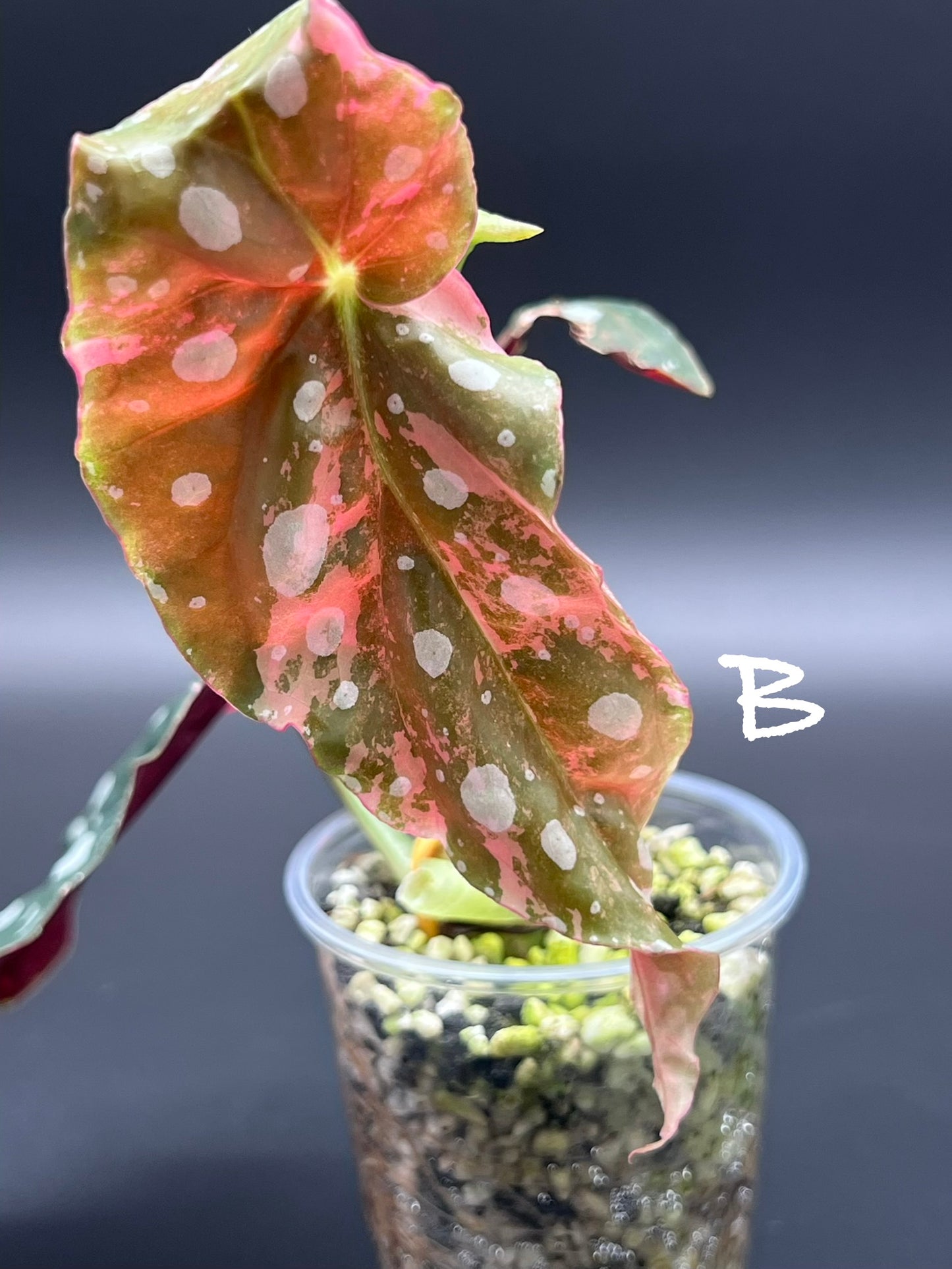 Begonia Maculata Pink Variegated