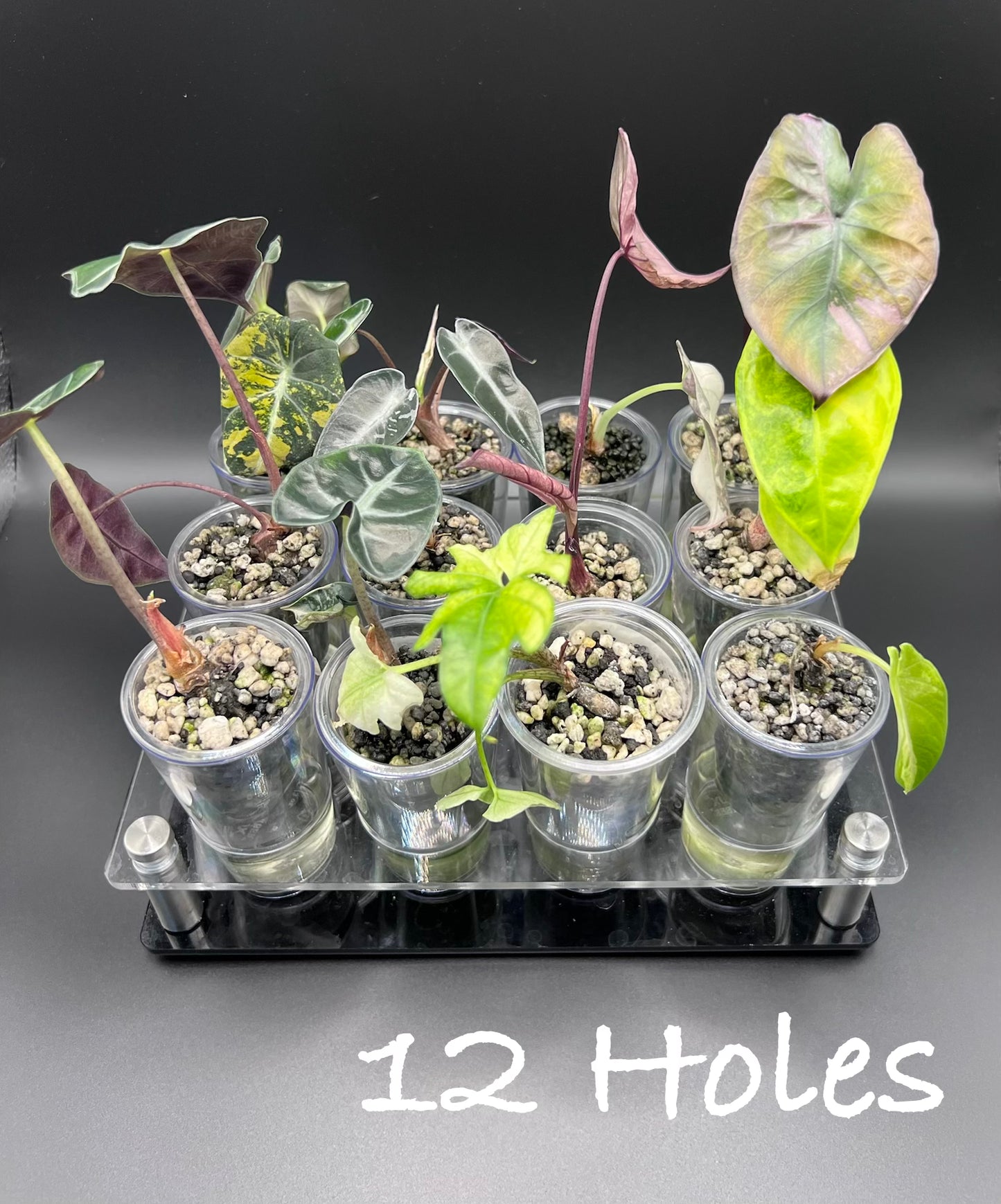 Acrylic Shot Holder for Corms - Plants not included**