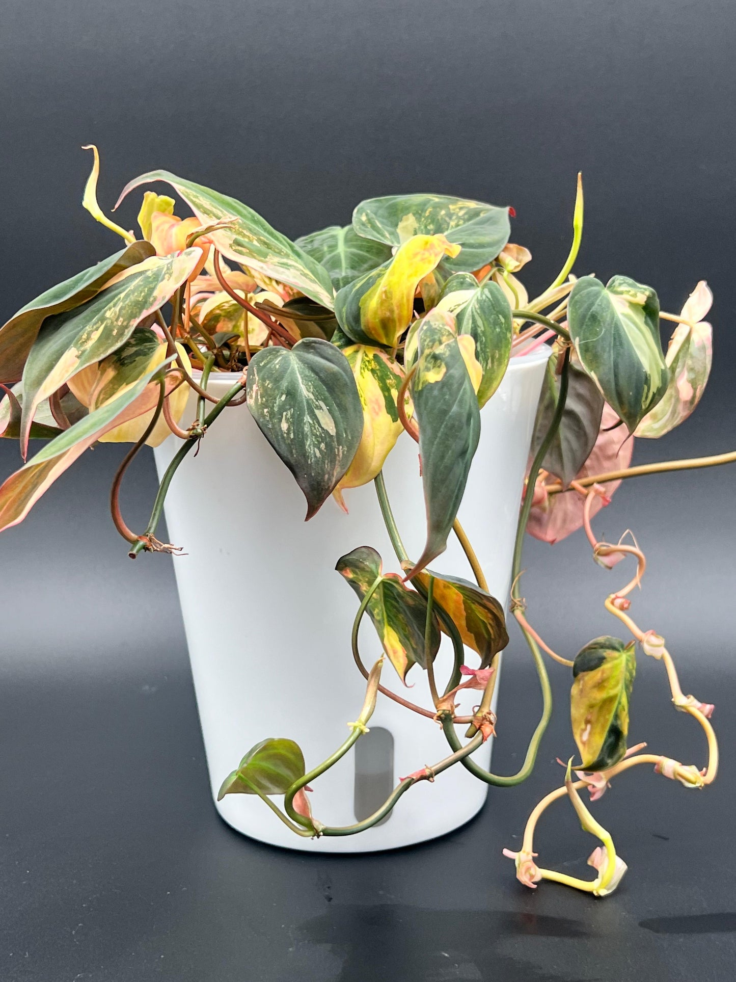 Self-Watering Planter System – Semi-Hydro & Chunky Soilless Ready | 4", 6" & 9"
