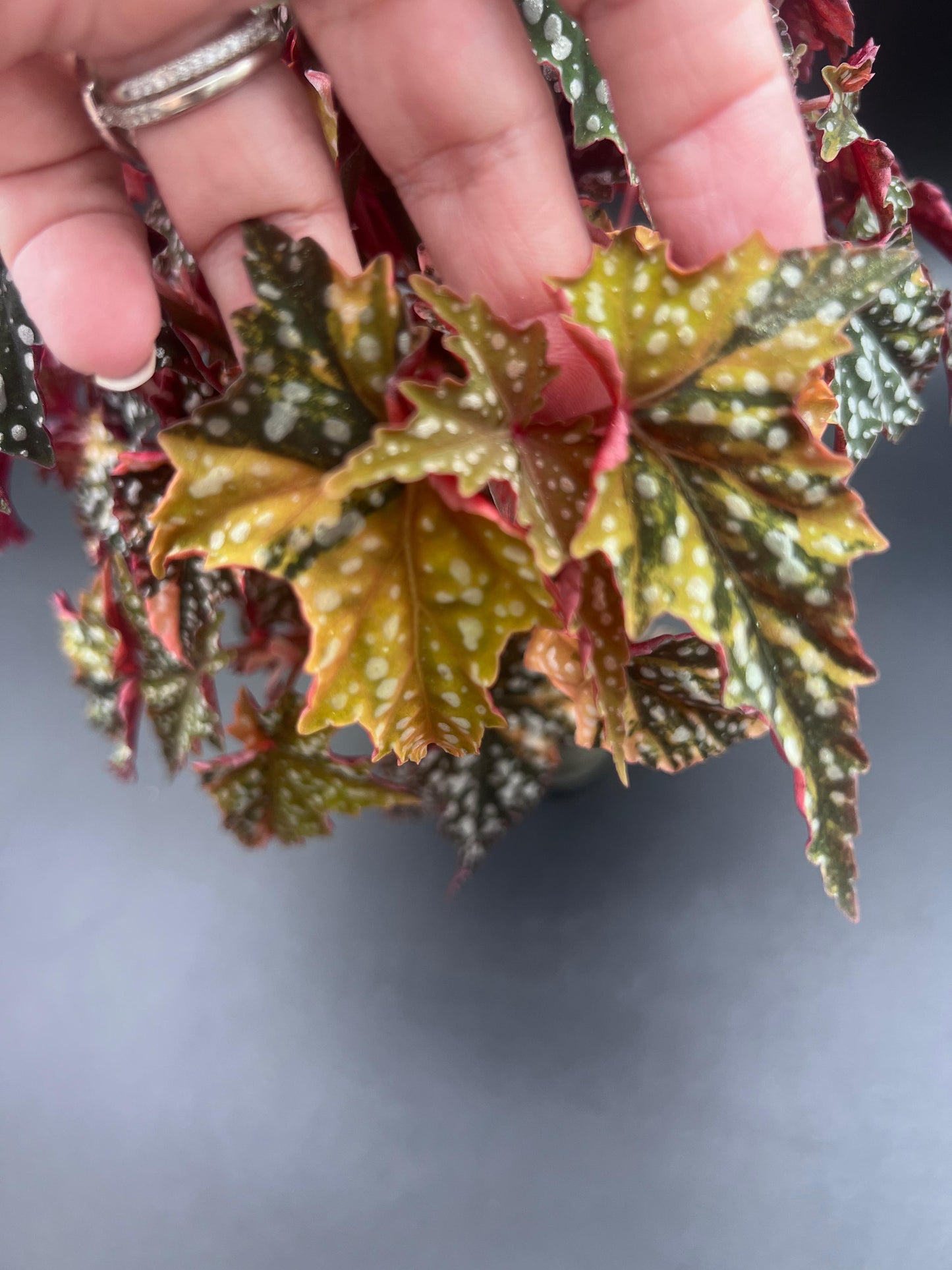 Variegated Izumo No Kiraboshi Cutting (1 Leaf 1 Node) – 10% Off Presale