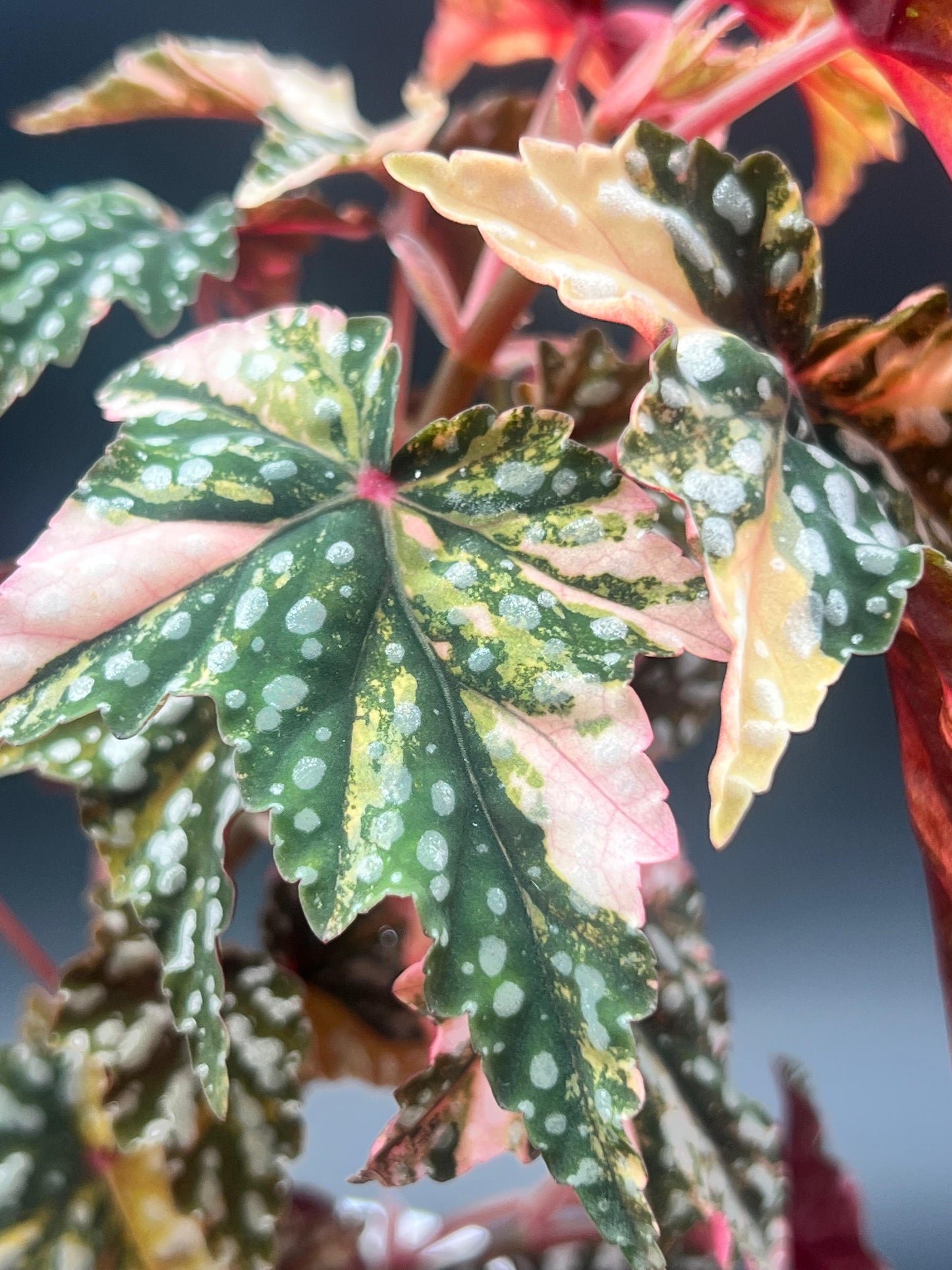 Variegated Izumo No Kiraboshi Cutting (1 Leaf 1 Node) – 10% Off Presale