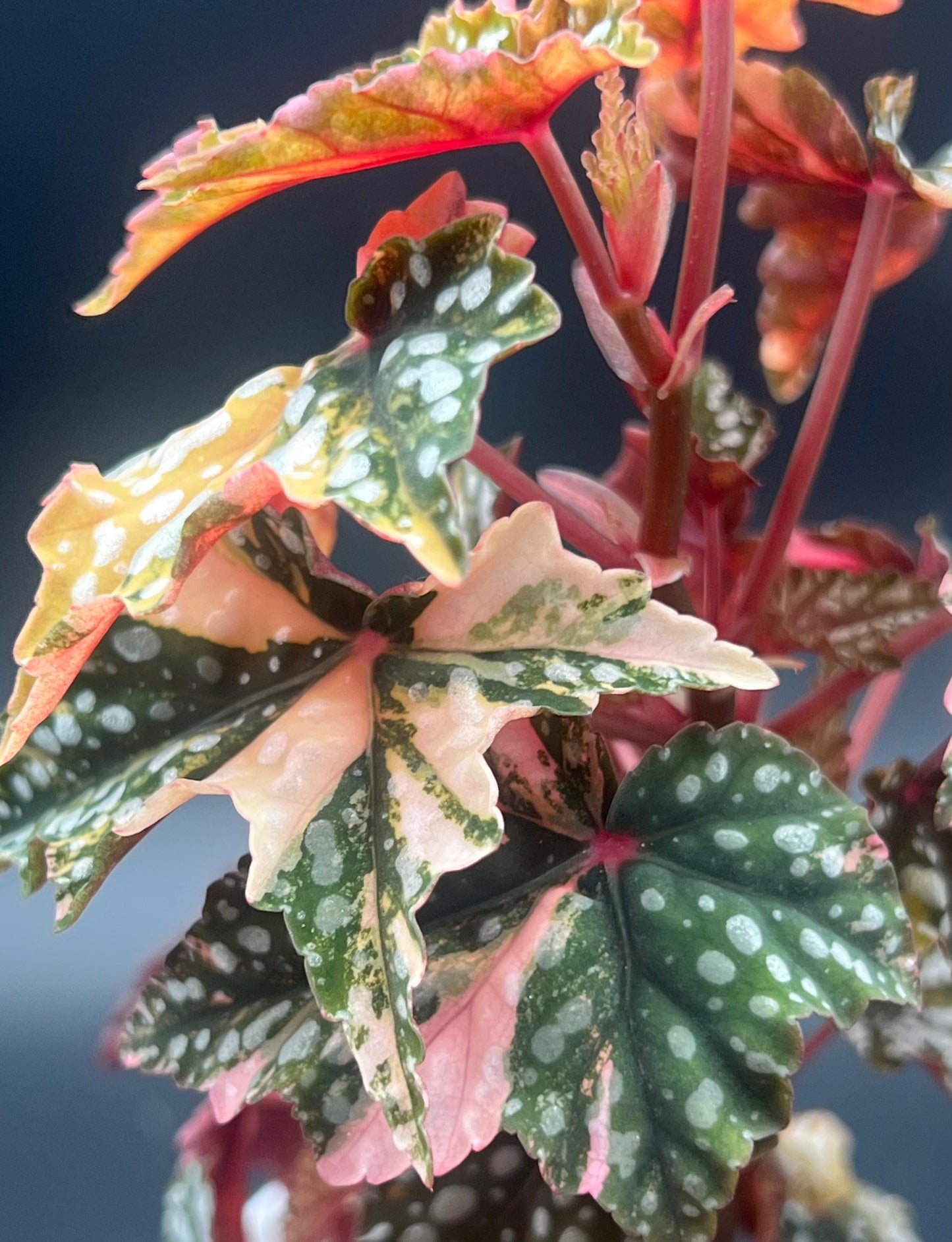 Variegated Izumo No Kiraboshi Cutting (1 Leaf 1 Node) – 10% Off Presale