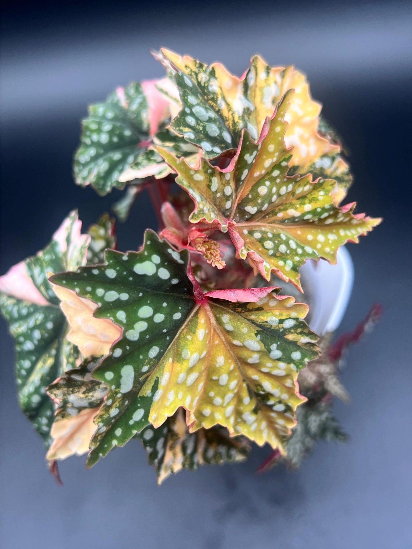 Variegated Izumo No Kiraboshi Cutting (1 Leaf 1 Node) – 10% Off Presale