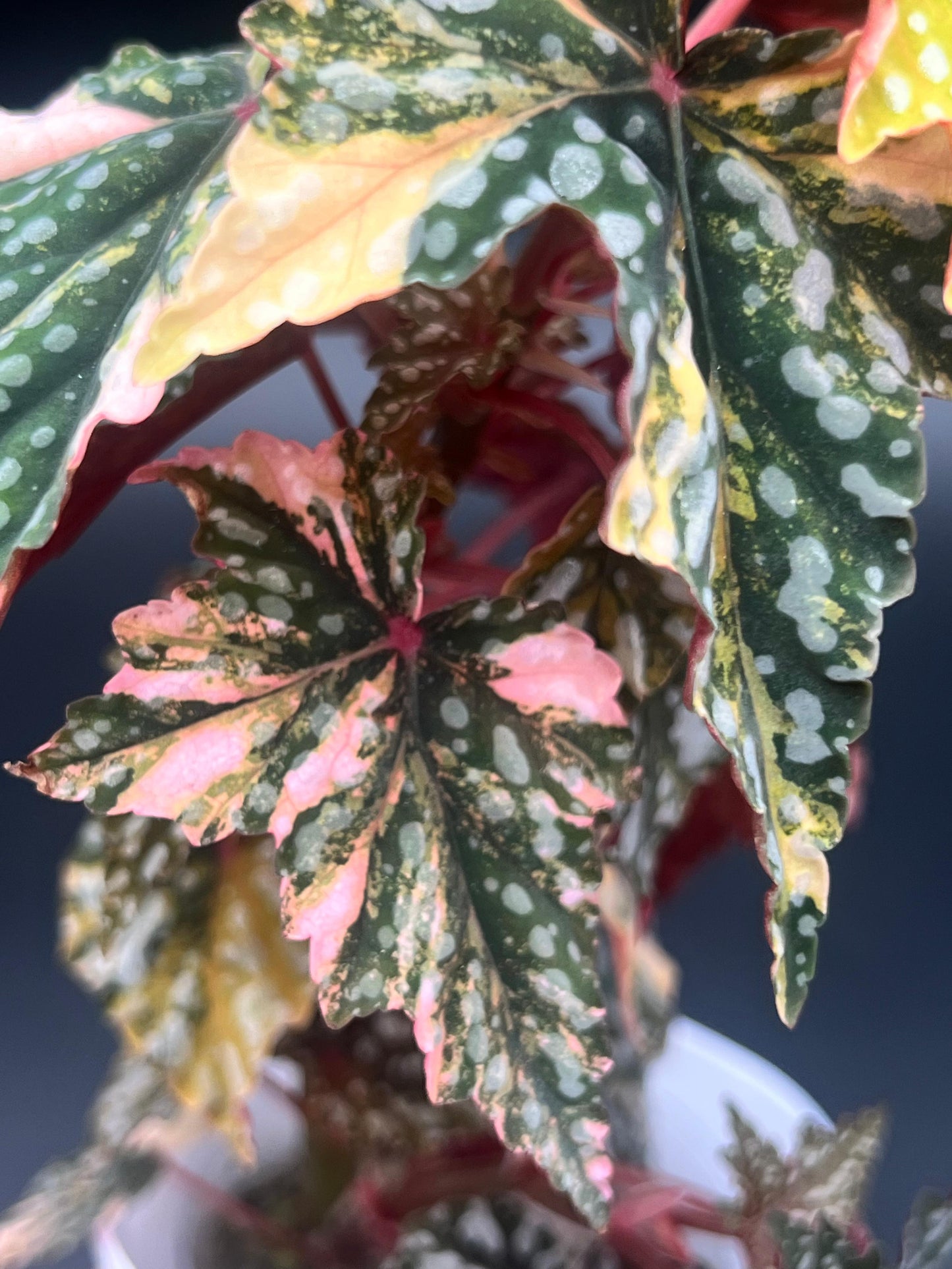 Variegated Izumo No Kiraboshi Cutting (1 Leaf 1 Node) – 10% Off Presale