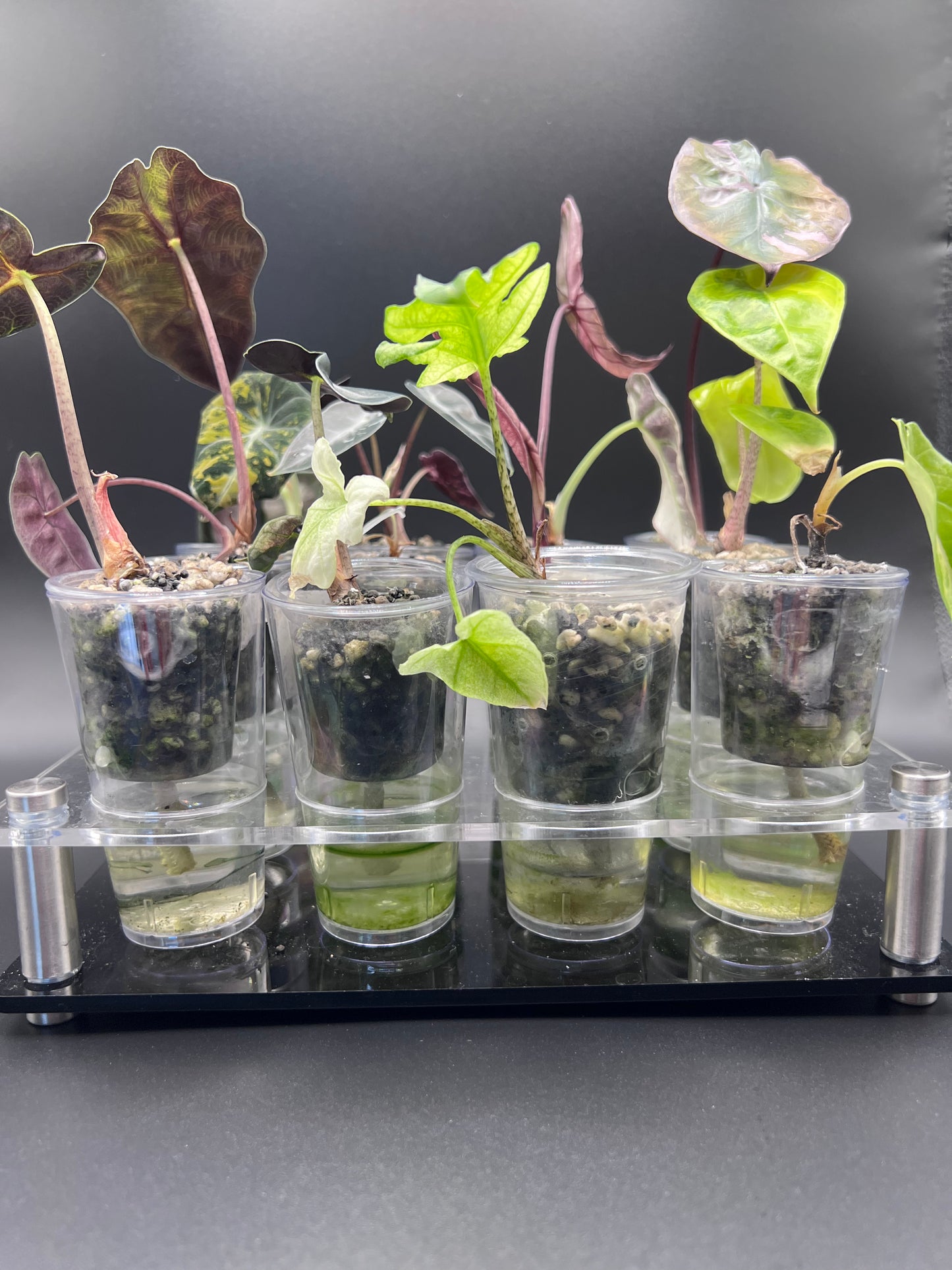 Acrylic Shot Holder for Corms - Plants not included**