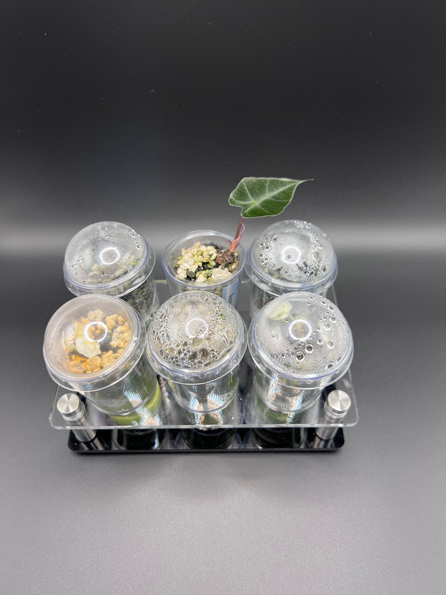 Self Watering -Seed/Corm Starter cup