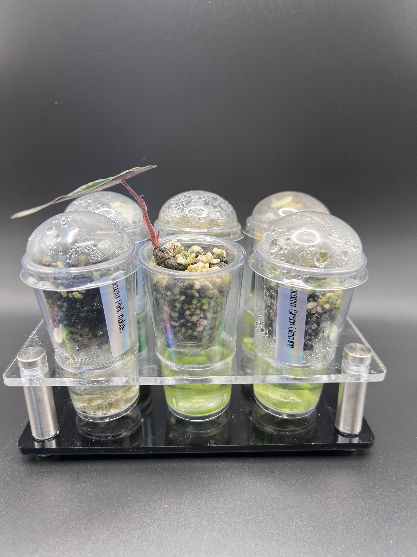 Acrylic Shot Holder for Corms - Plants not included**