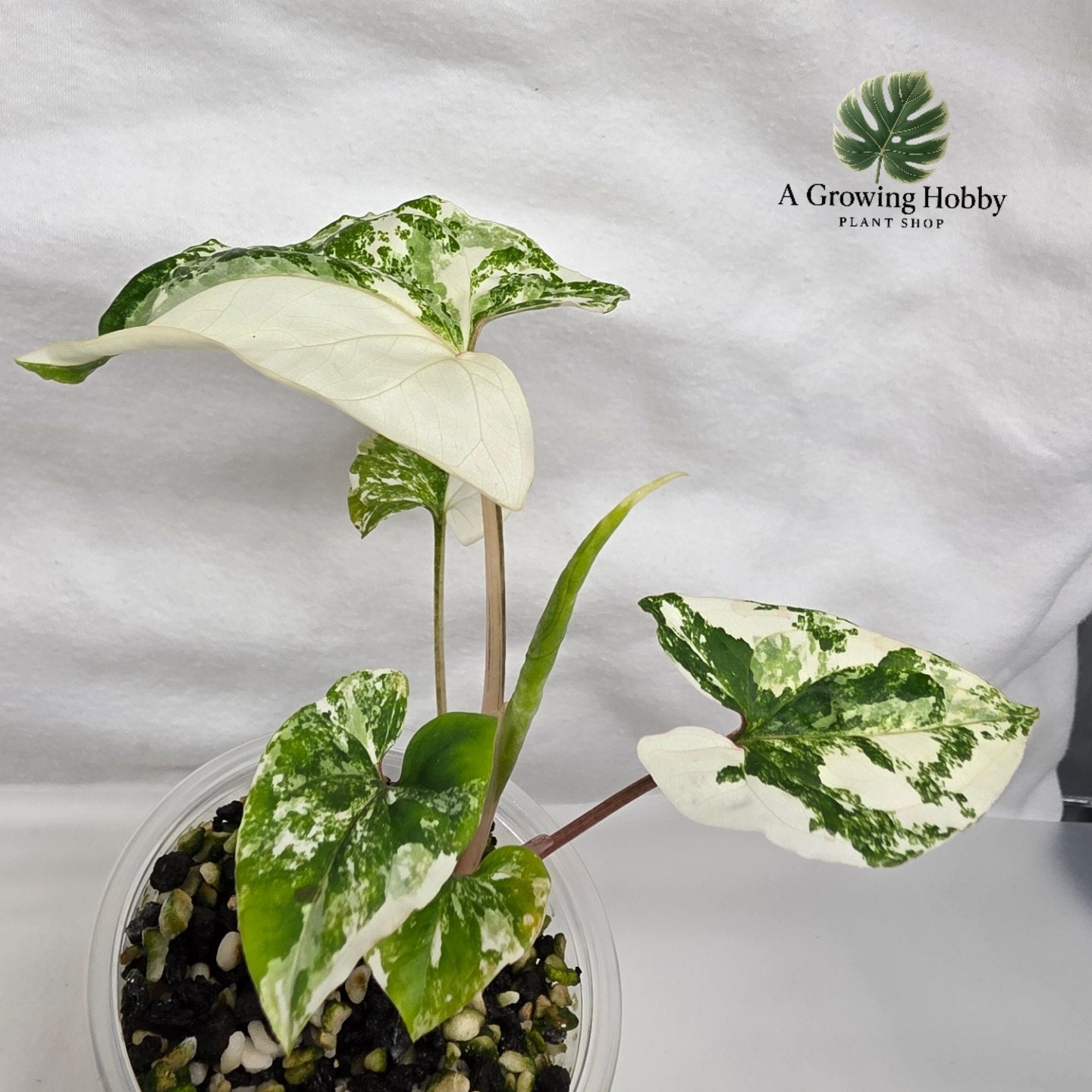 Syngonium podophyllum ‘Albo Variegata’