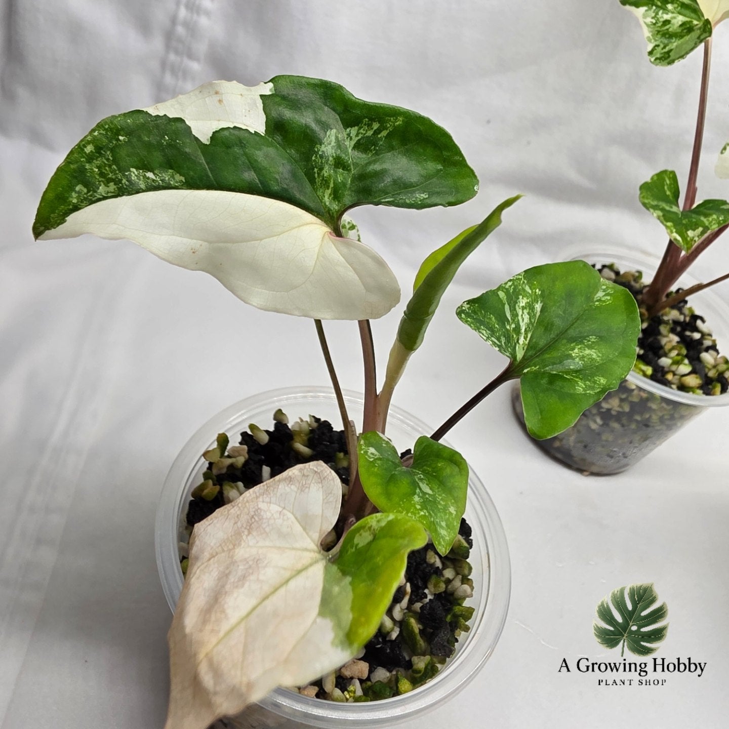 Syngonium podophyllum ‘Albo Variegata’
