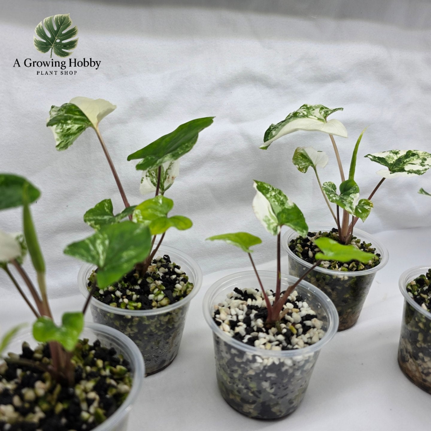 Syngonium podophyllum ‘Albo Variegata’