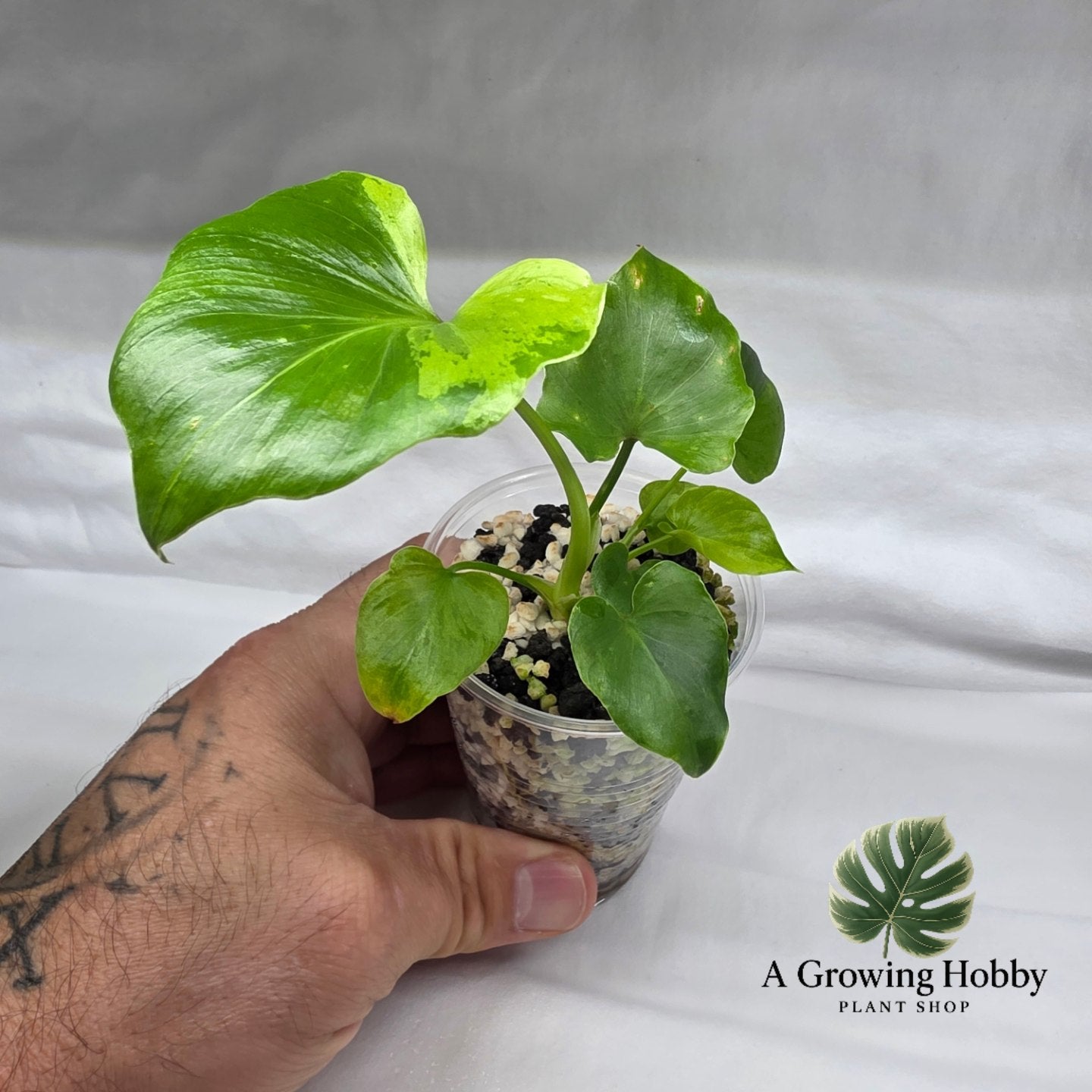 Philodendron Bipennifolium ‘Aurea Variegata’