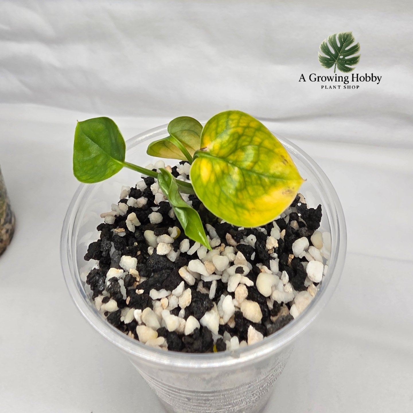 Epipremnum Pinnatum ‘Aurea Variegata’