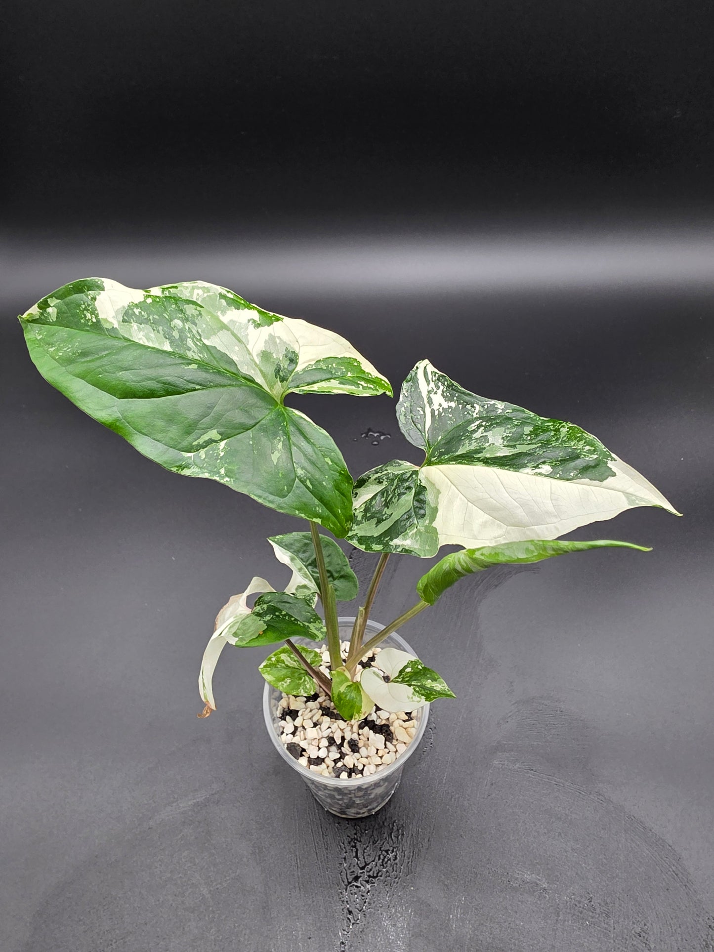 🤍 Syngonium Podophyllum Albo Variegatum – Rare White Variegated Arrowhead Plant