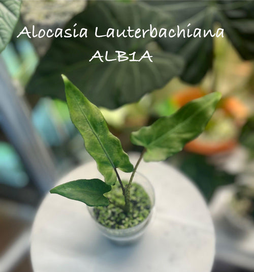 Alocasia Lauterbachiana