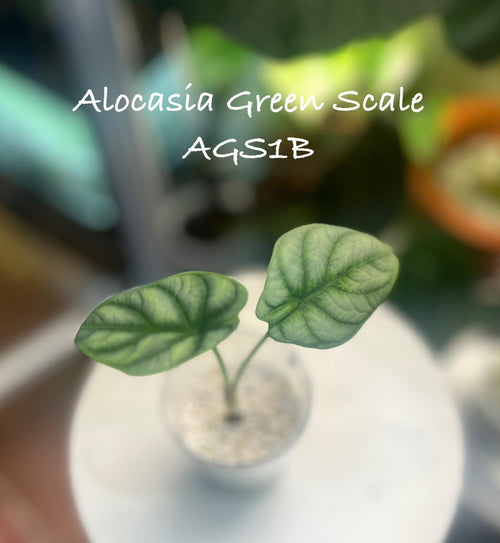 Alocasia Green Scale