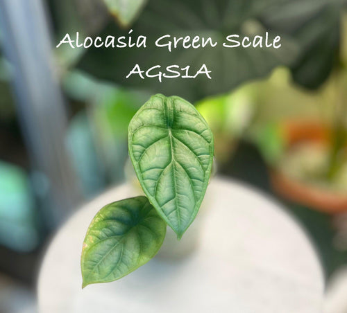 Alocasia Green Scale