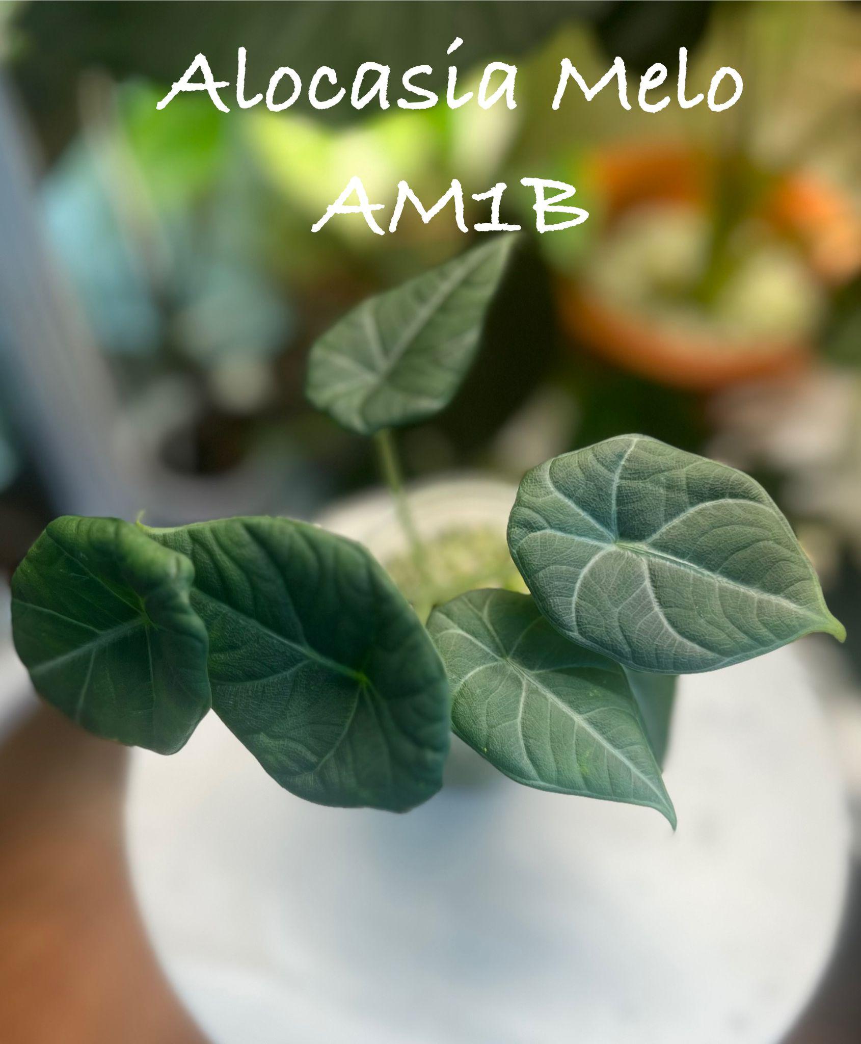 Alocasia Melo