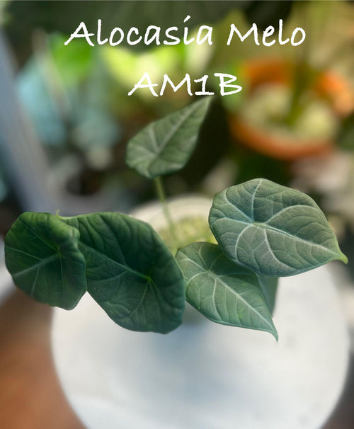 Alocasia Melo