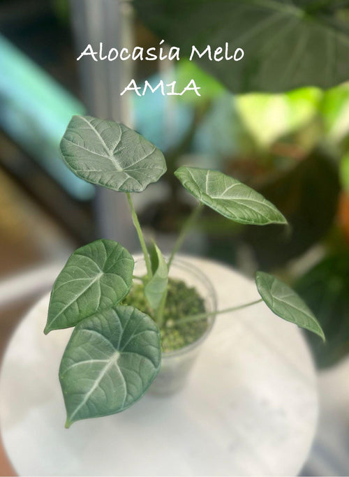 Alocasia Melo