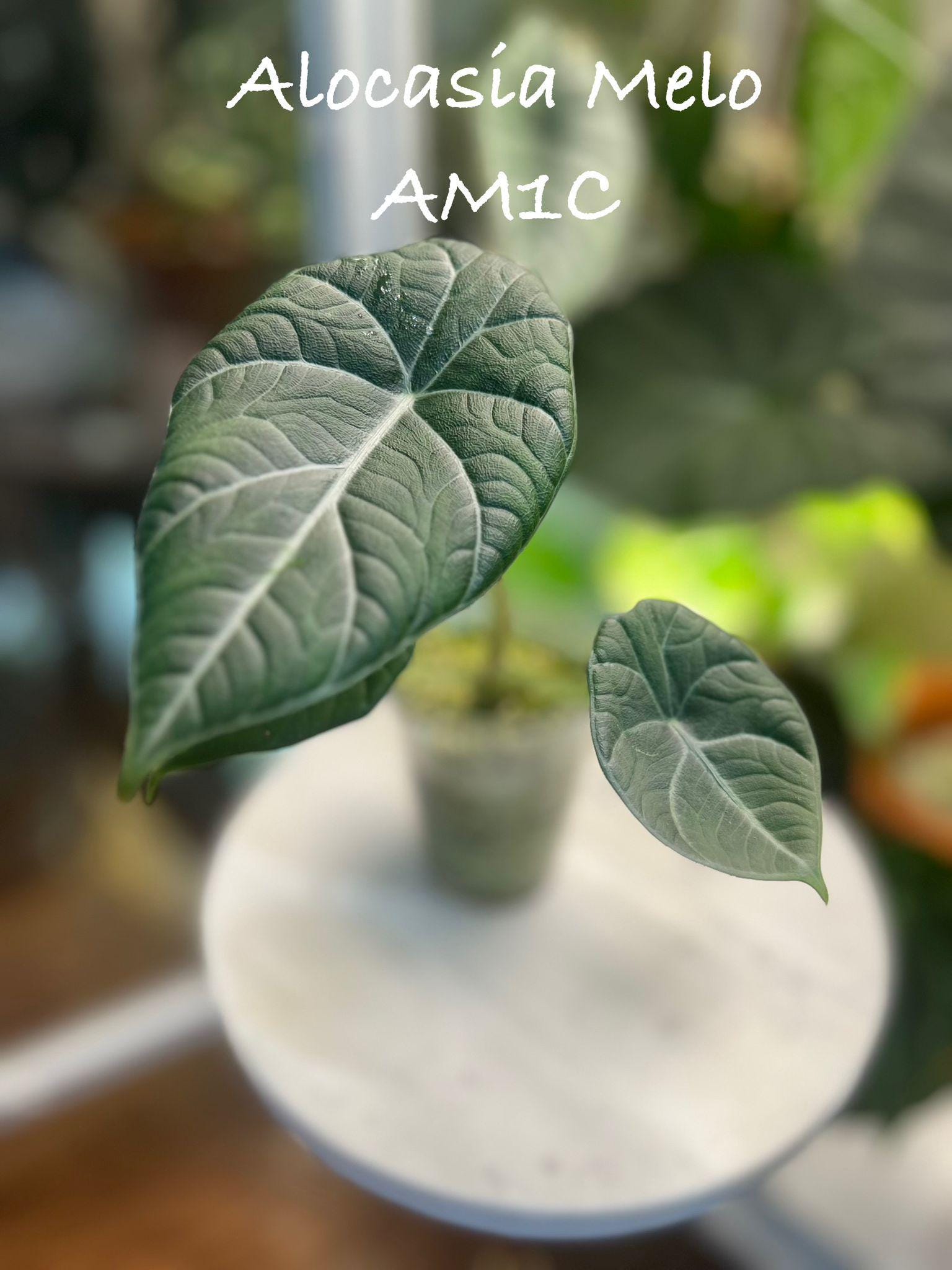 Alocasia Melo