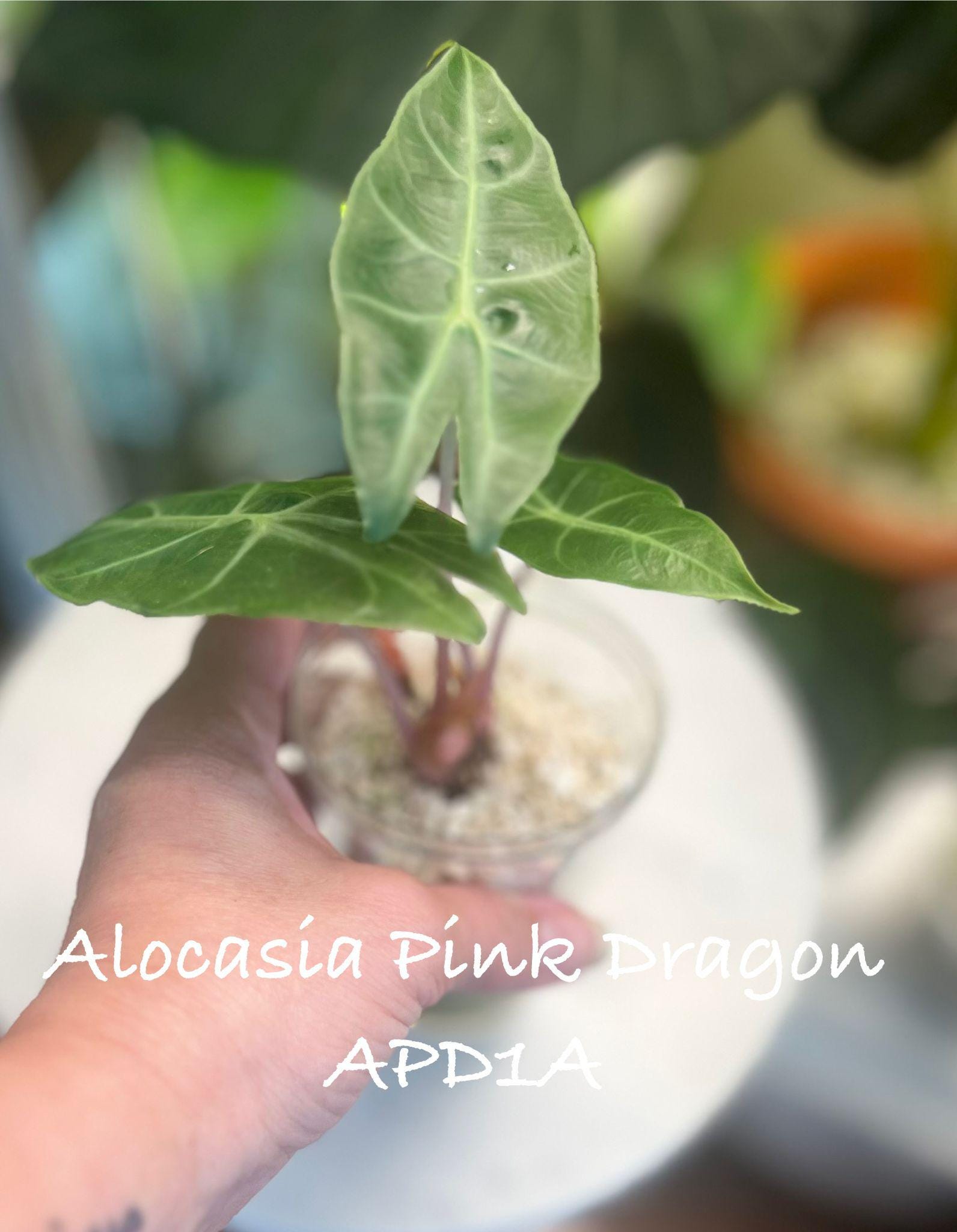 Alocasia Pink Dragon