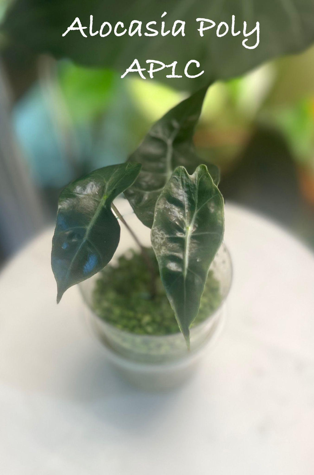 Alocasia Polly