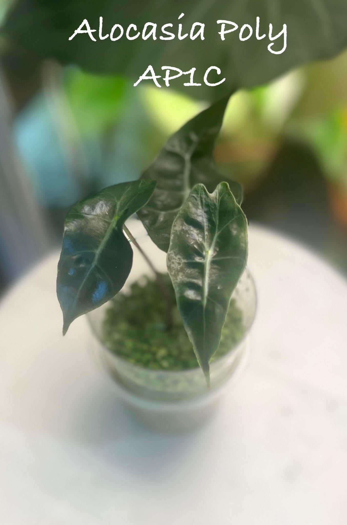 Alocasia Polly