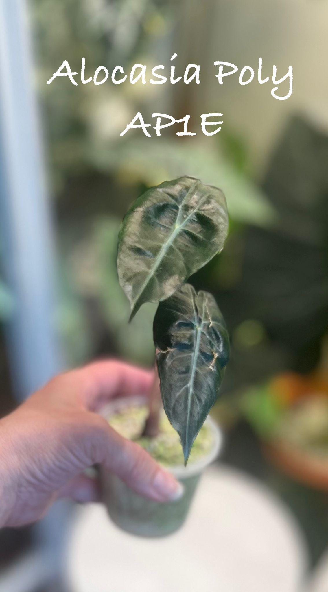 Alocasia Polly