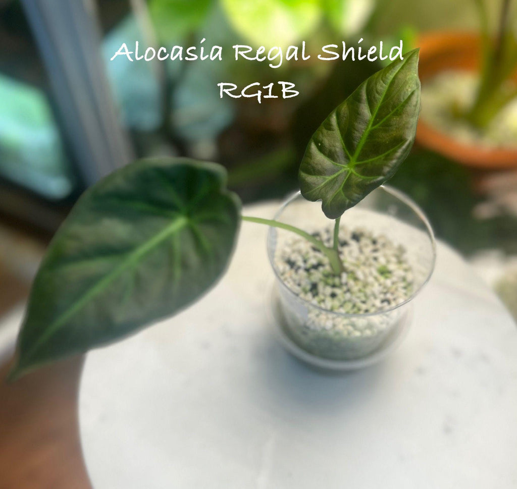 Alocasia Regal Shield