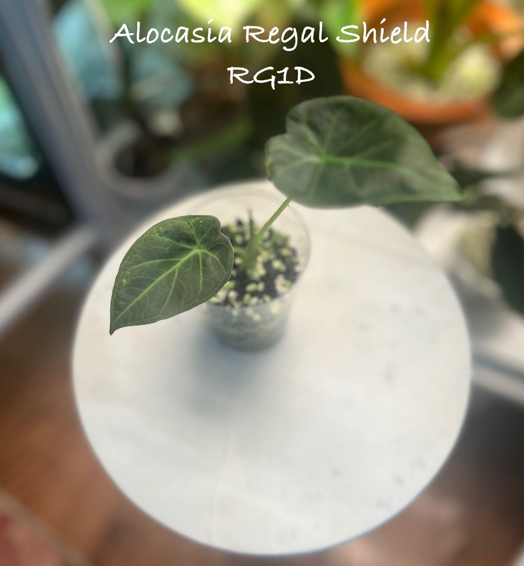 Alocasia Regal Shield