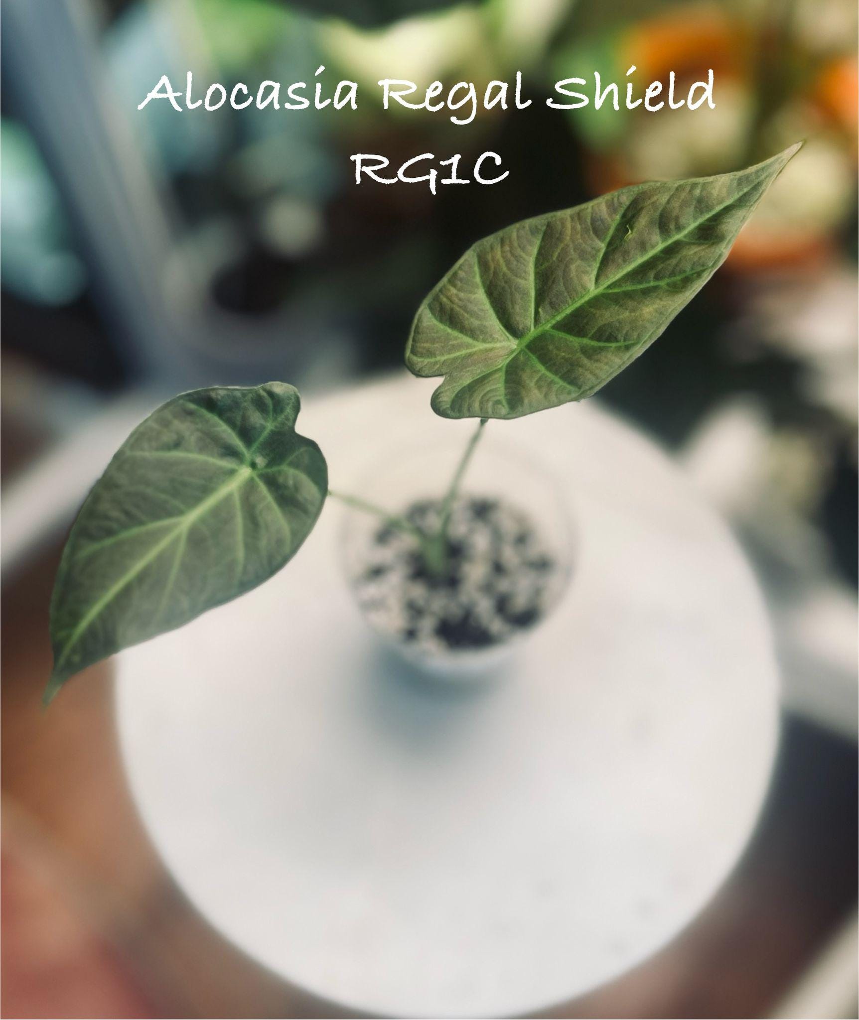 Alocasia Regal Shield