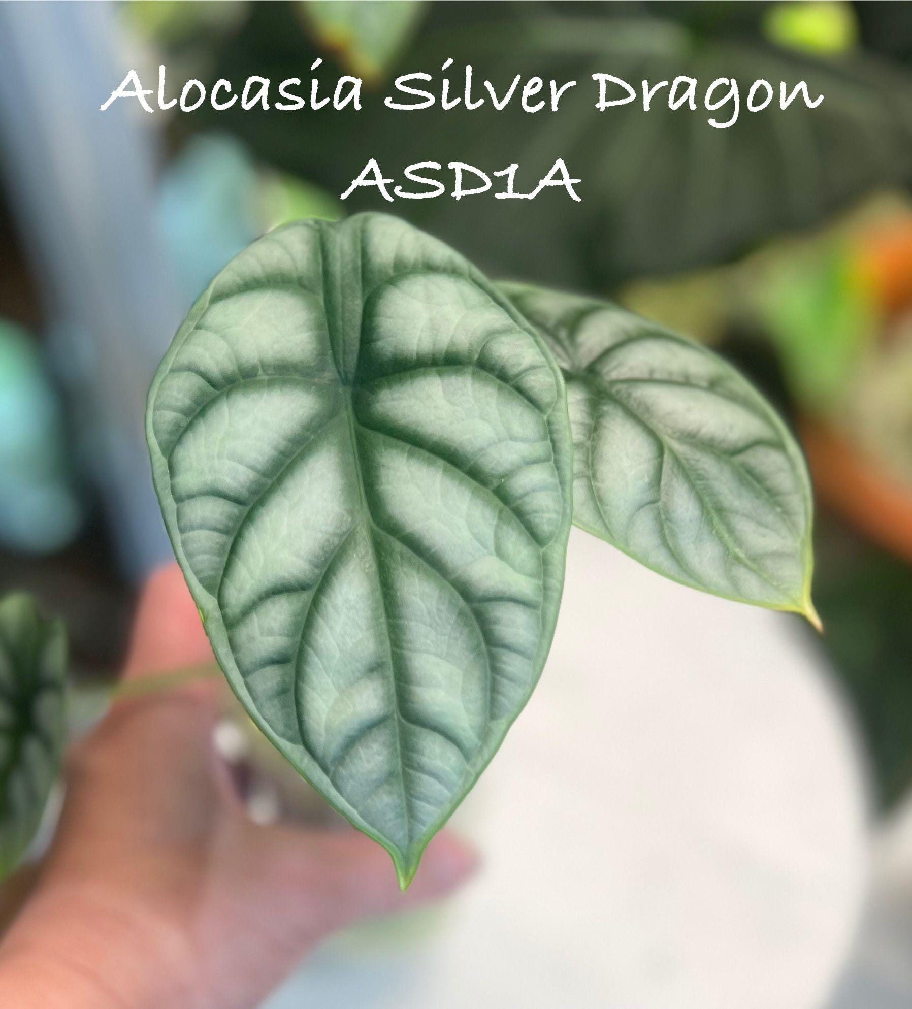 Alocasia Silver Dragon