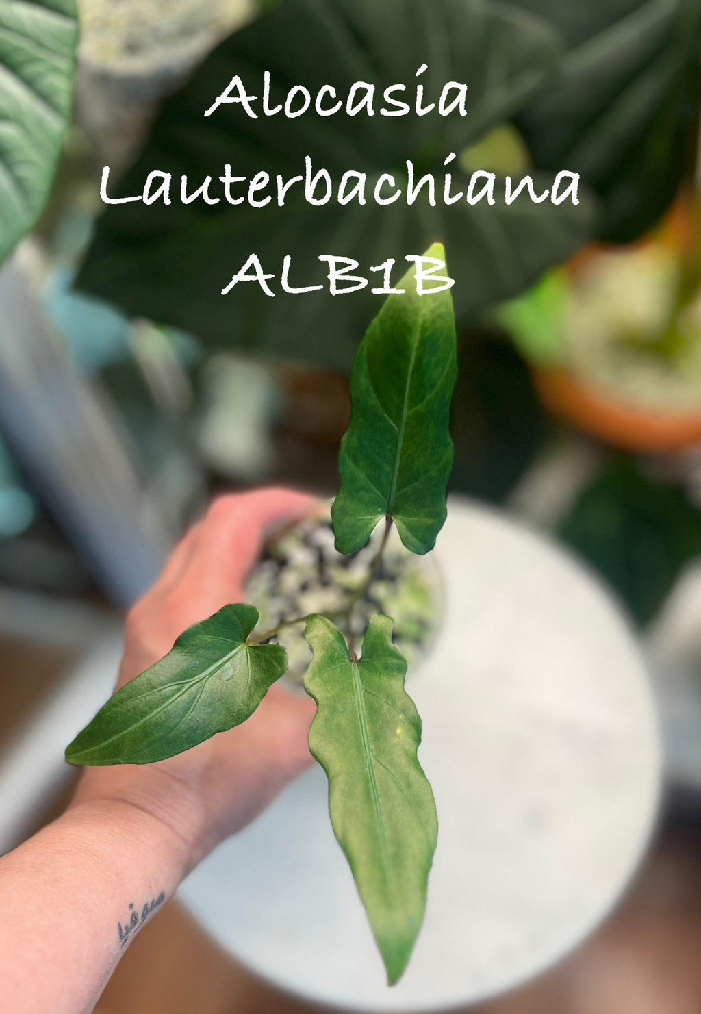 Alocasia Lauterbachiana