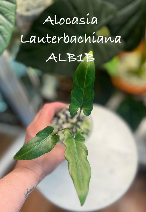 Alocasia Lauterbachiana