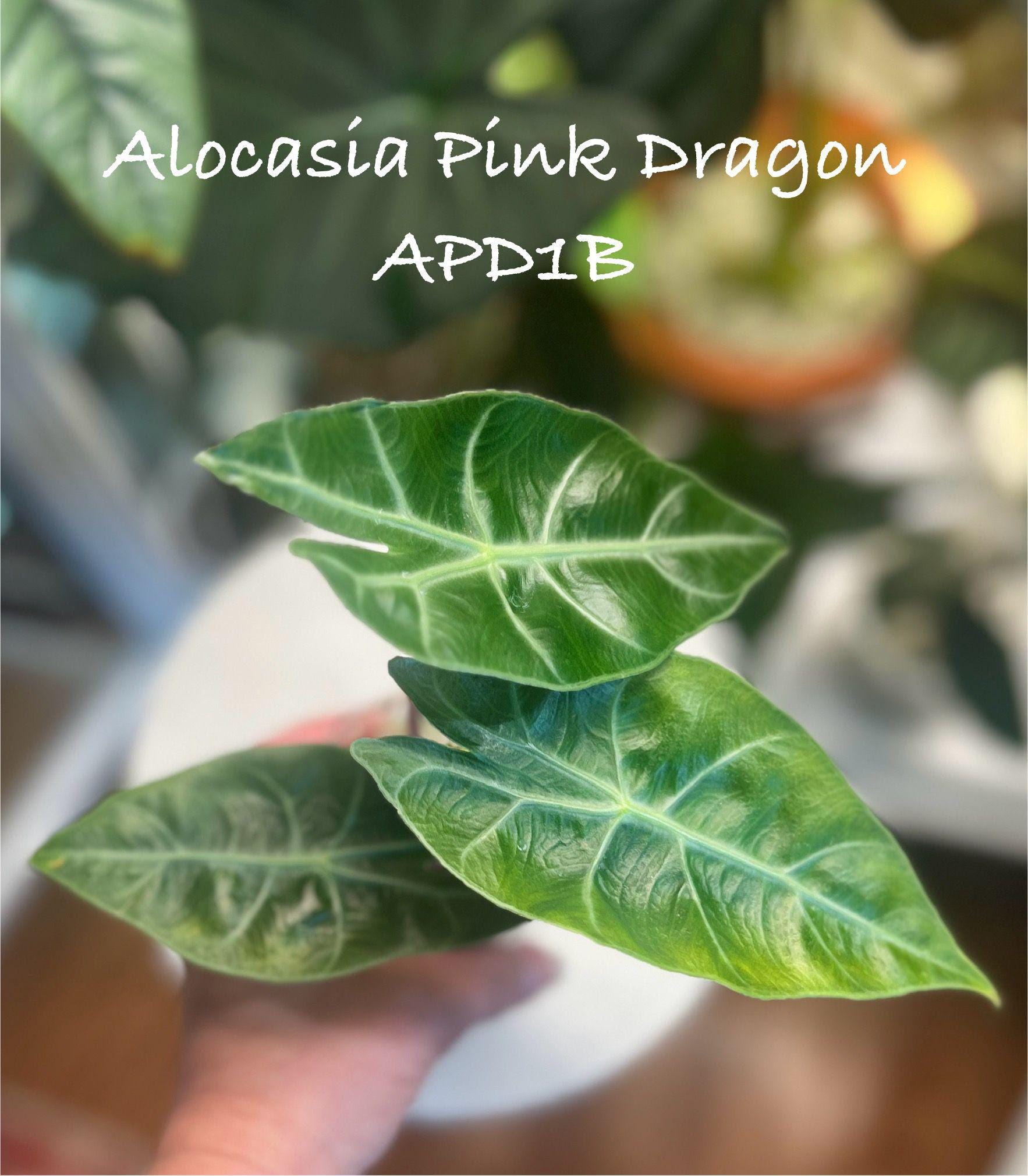 Alocasia Pink Dragon