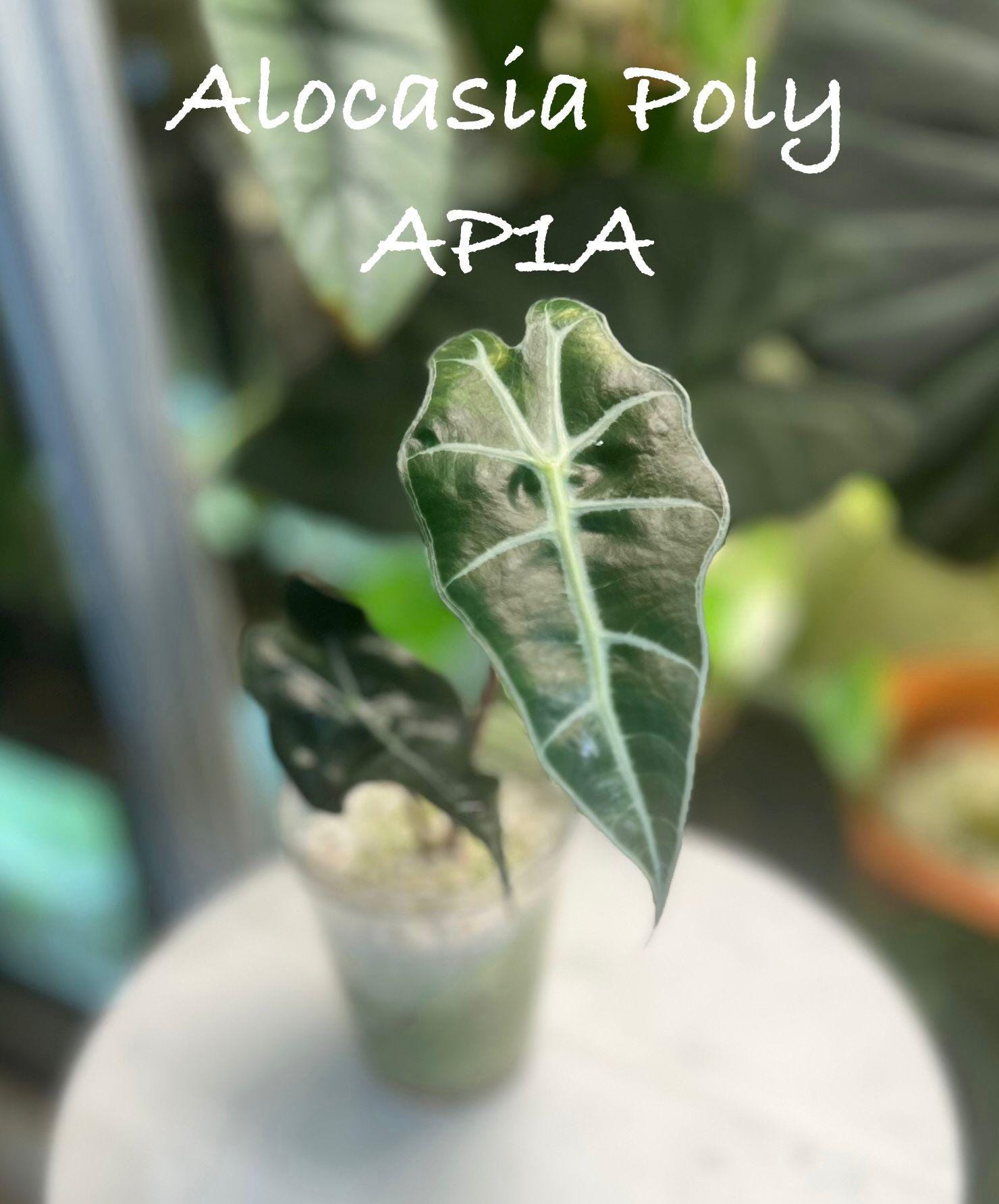 Alocasia Polly