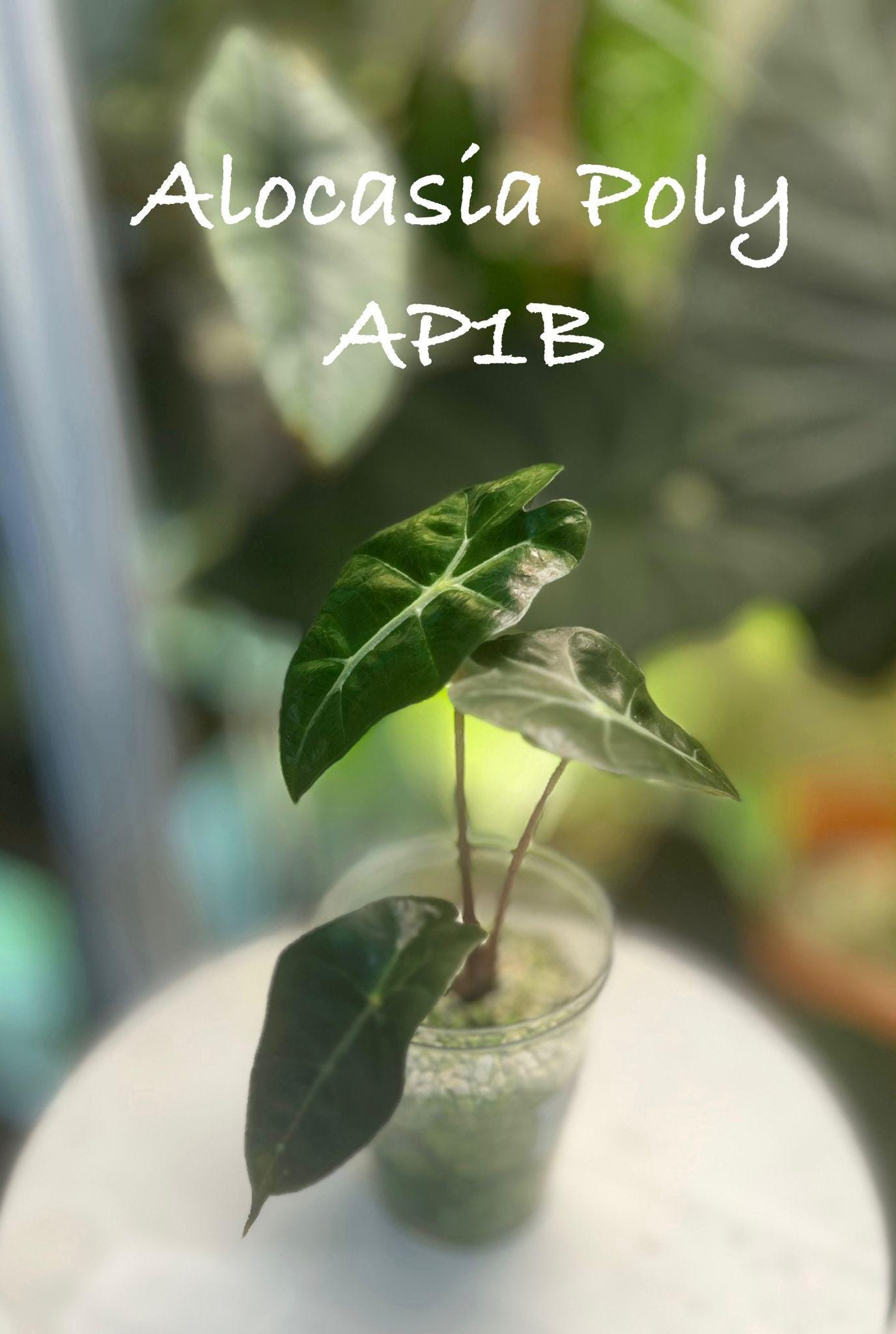 Alocasia Polly