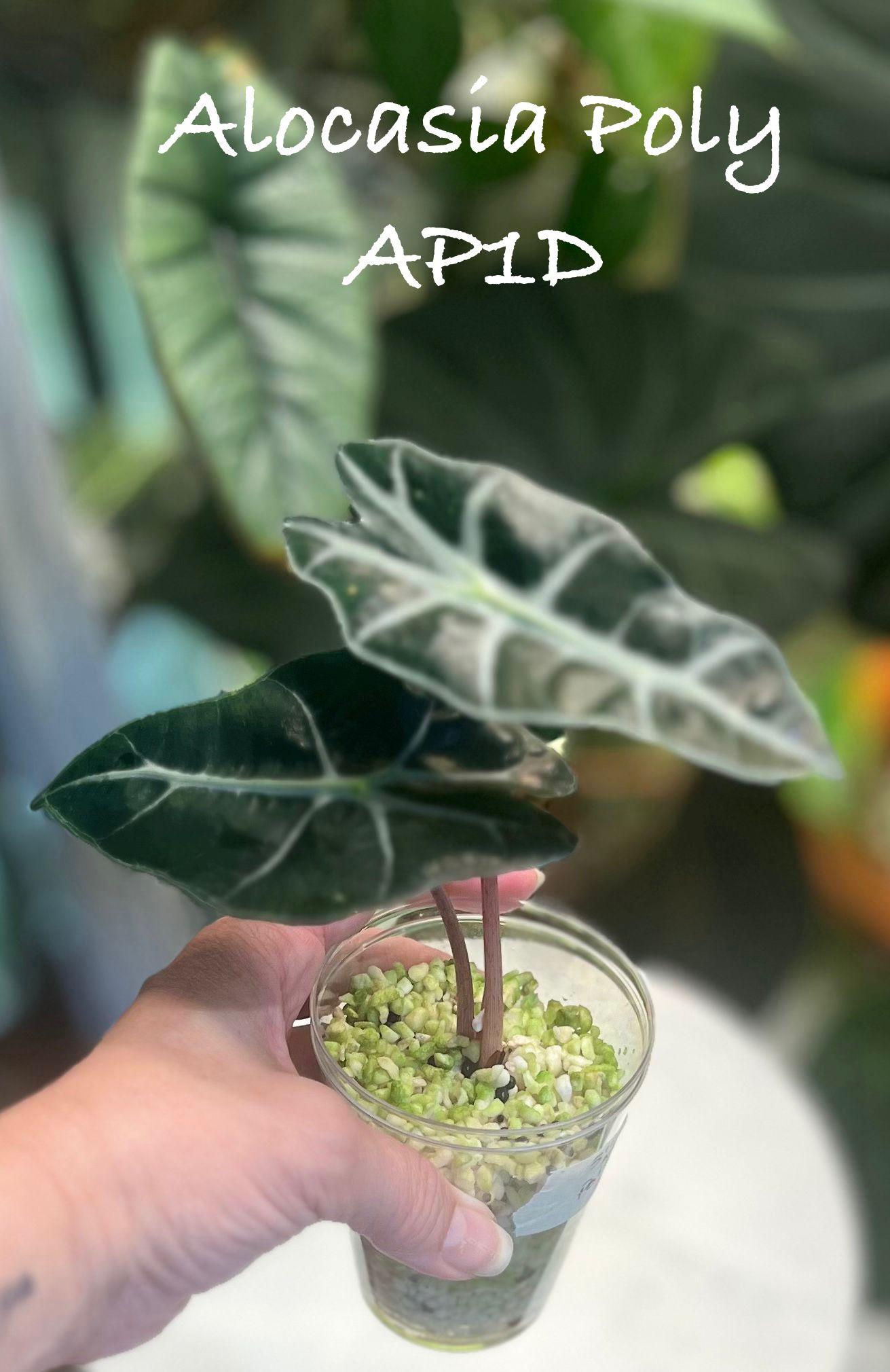 Alocasia Polly