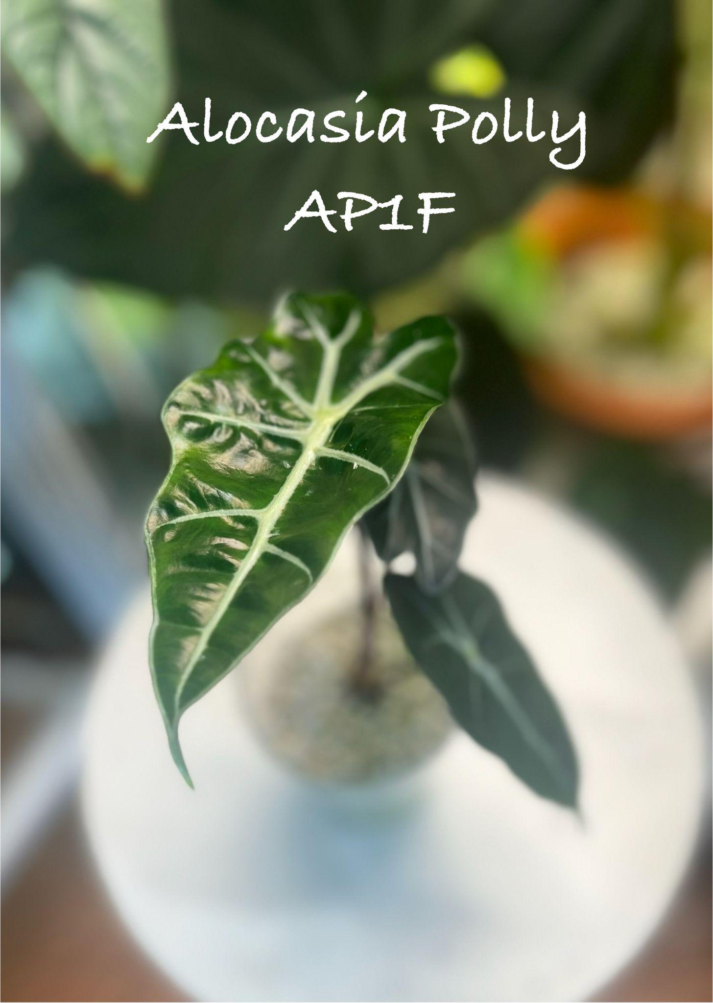 Alocasia Polly