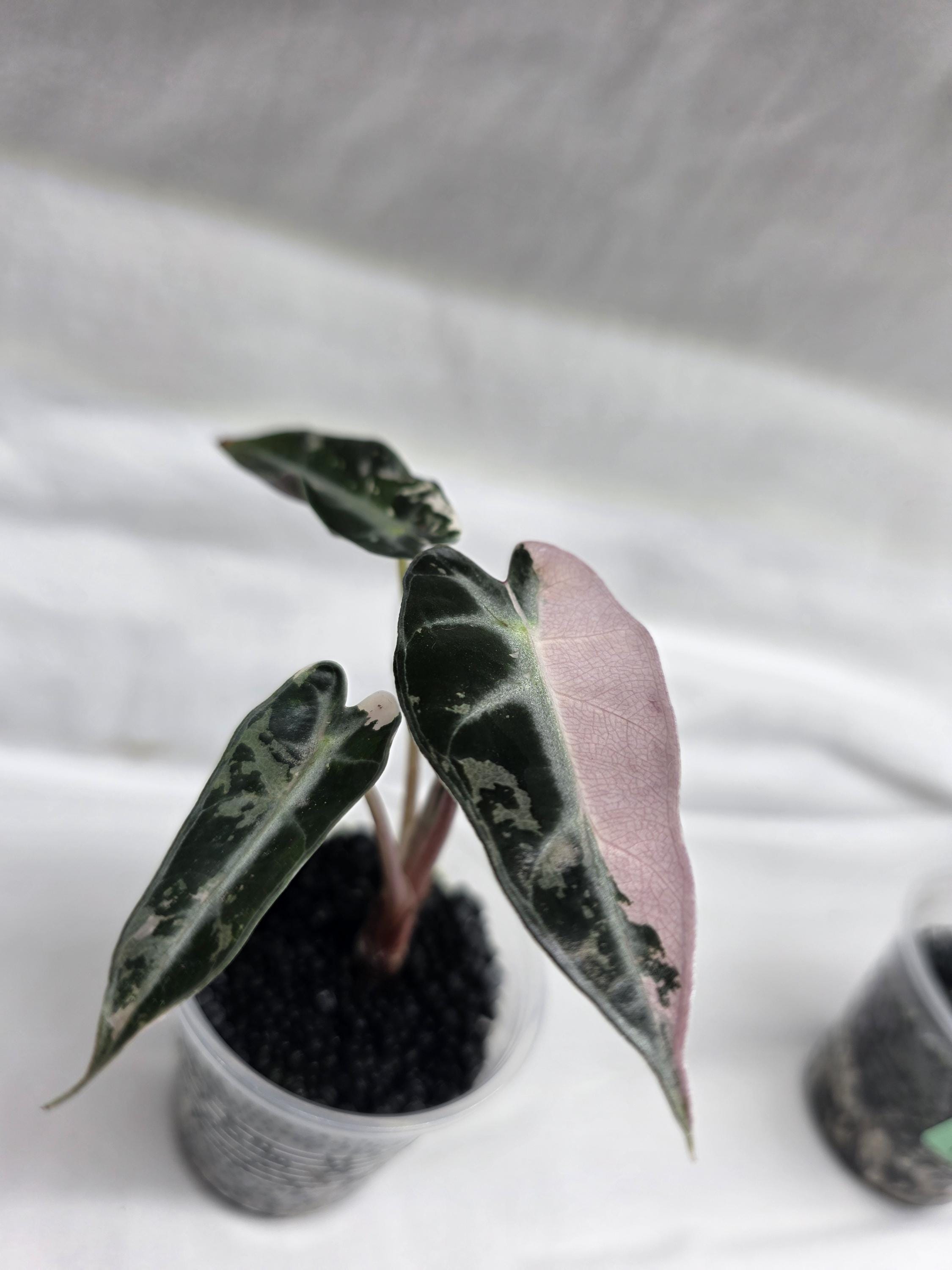 Alocasia ‘Pink Bambino’ – Variegated