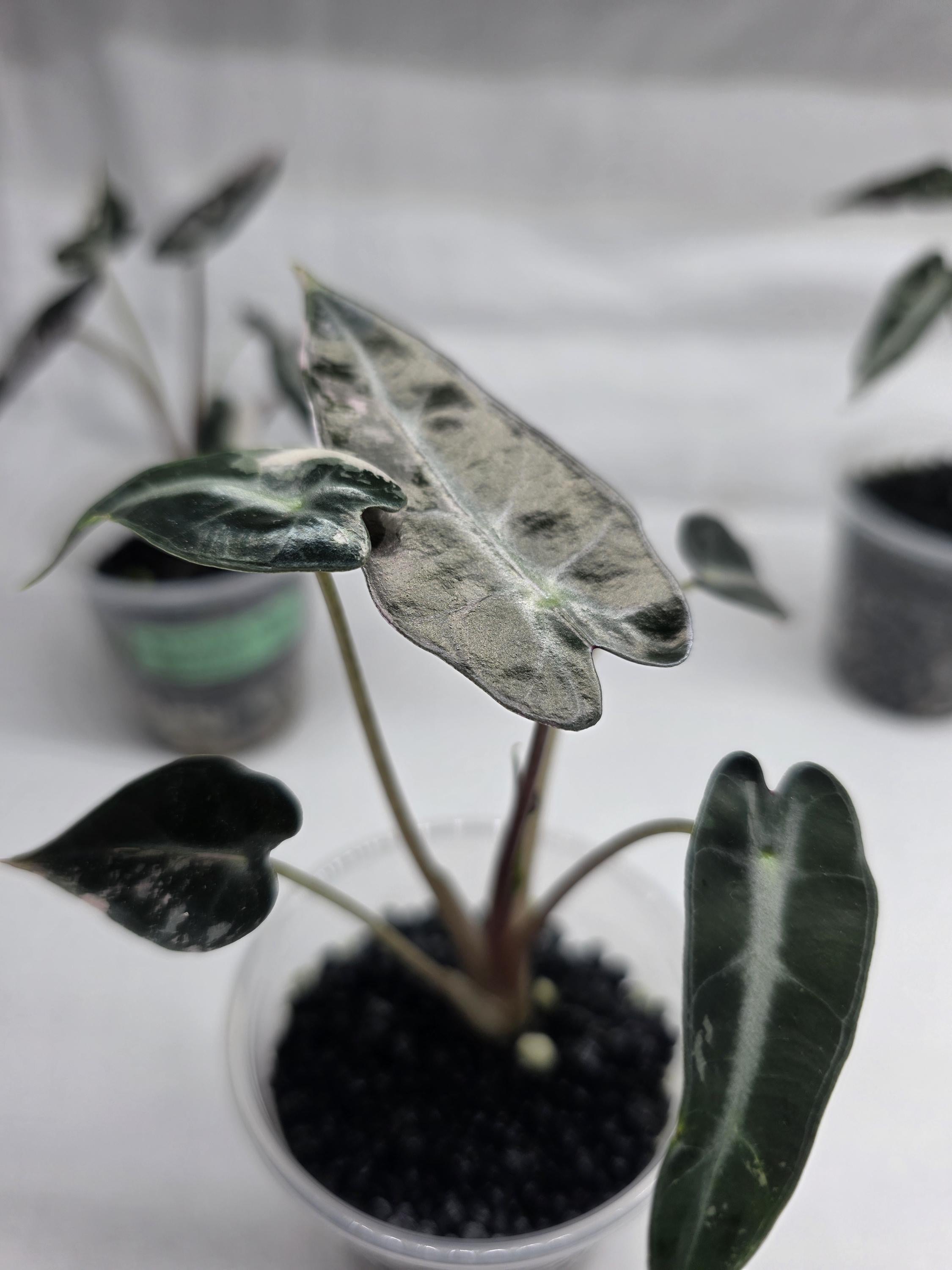 Alocasia ‘Pink Bambino’ – Variegated