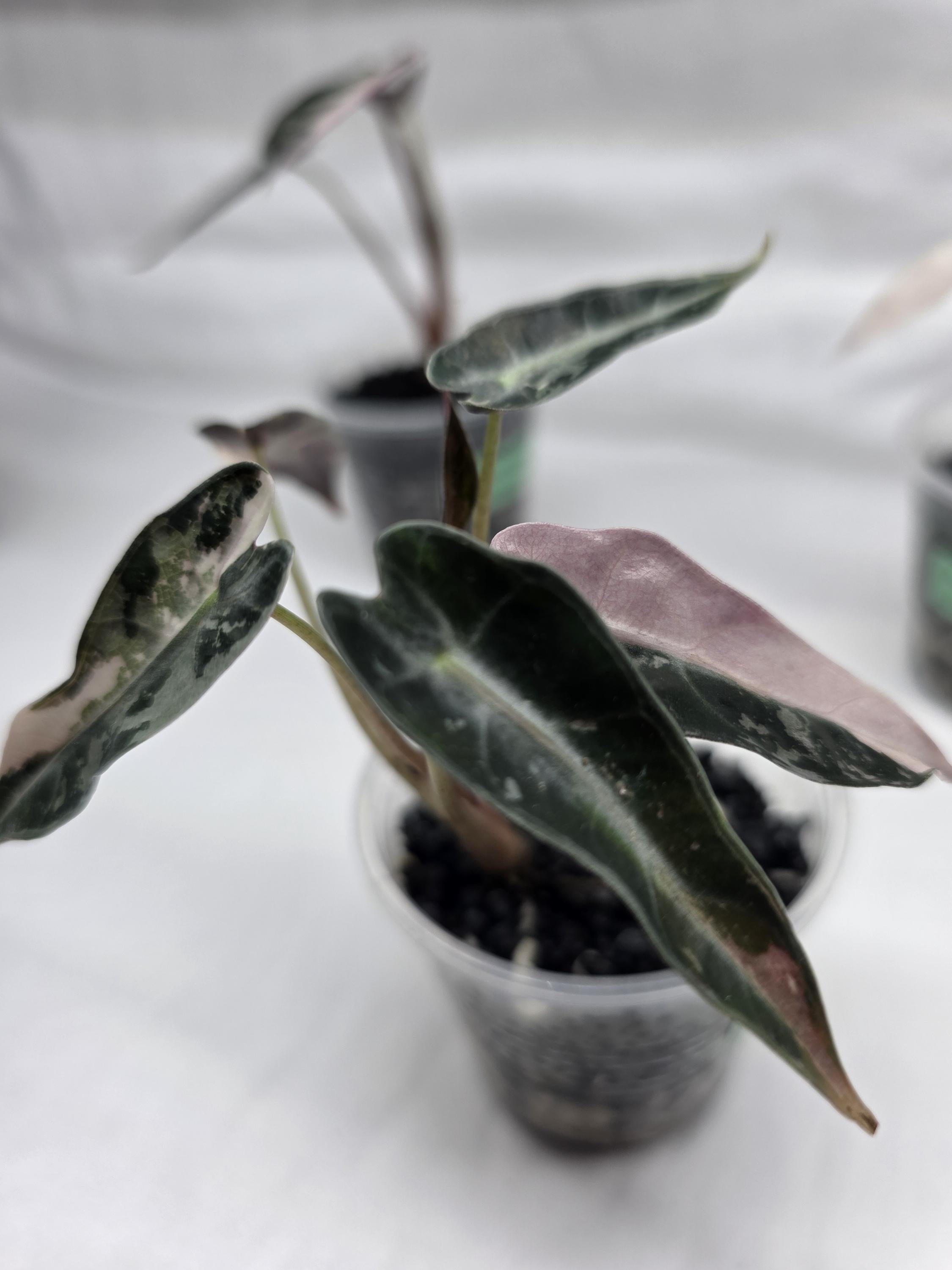 Alocasia ‘Pink Bambino’ – Variegated