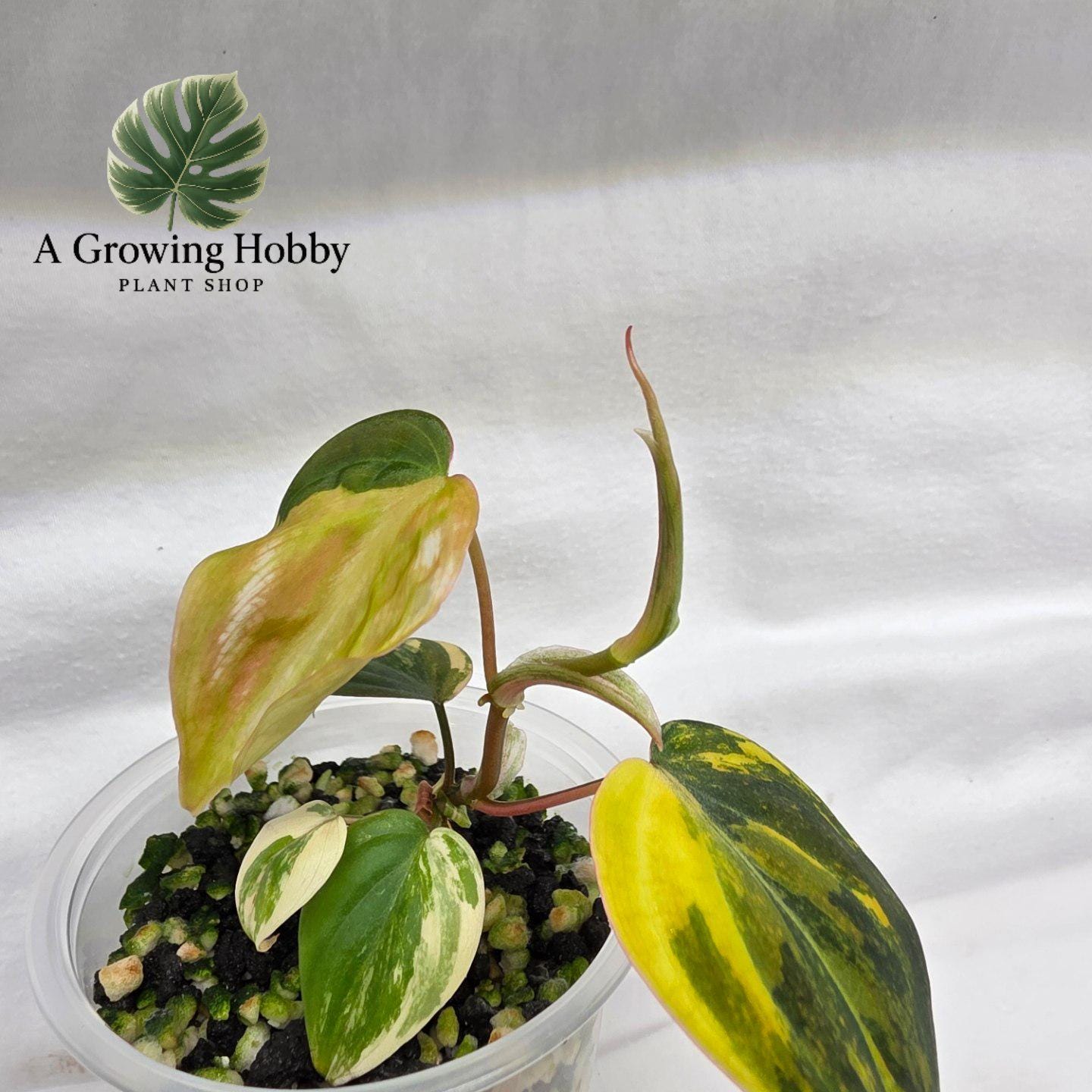 Philodendron Micans ‘Pink Ferrar